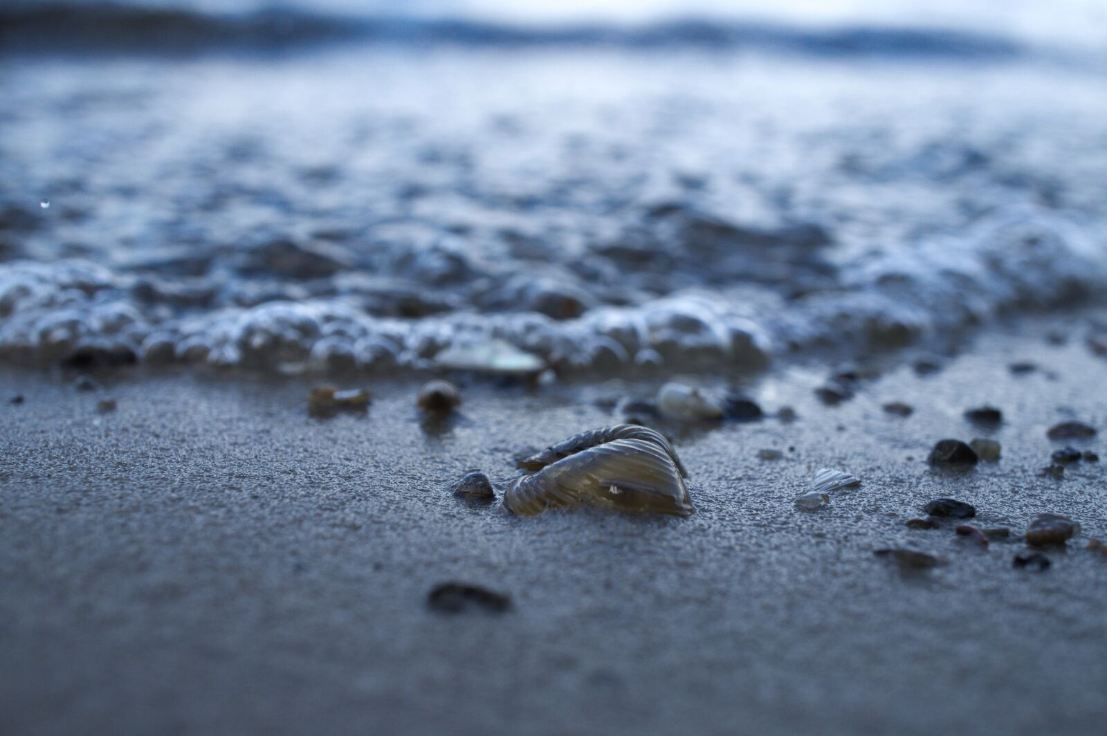Sony E 30mm F3.5 Macro sample photo. Beach, water, shell photography