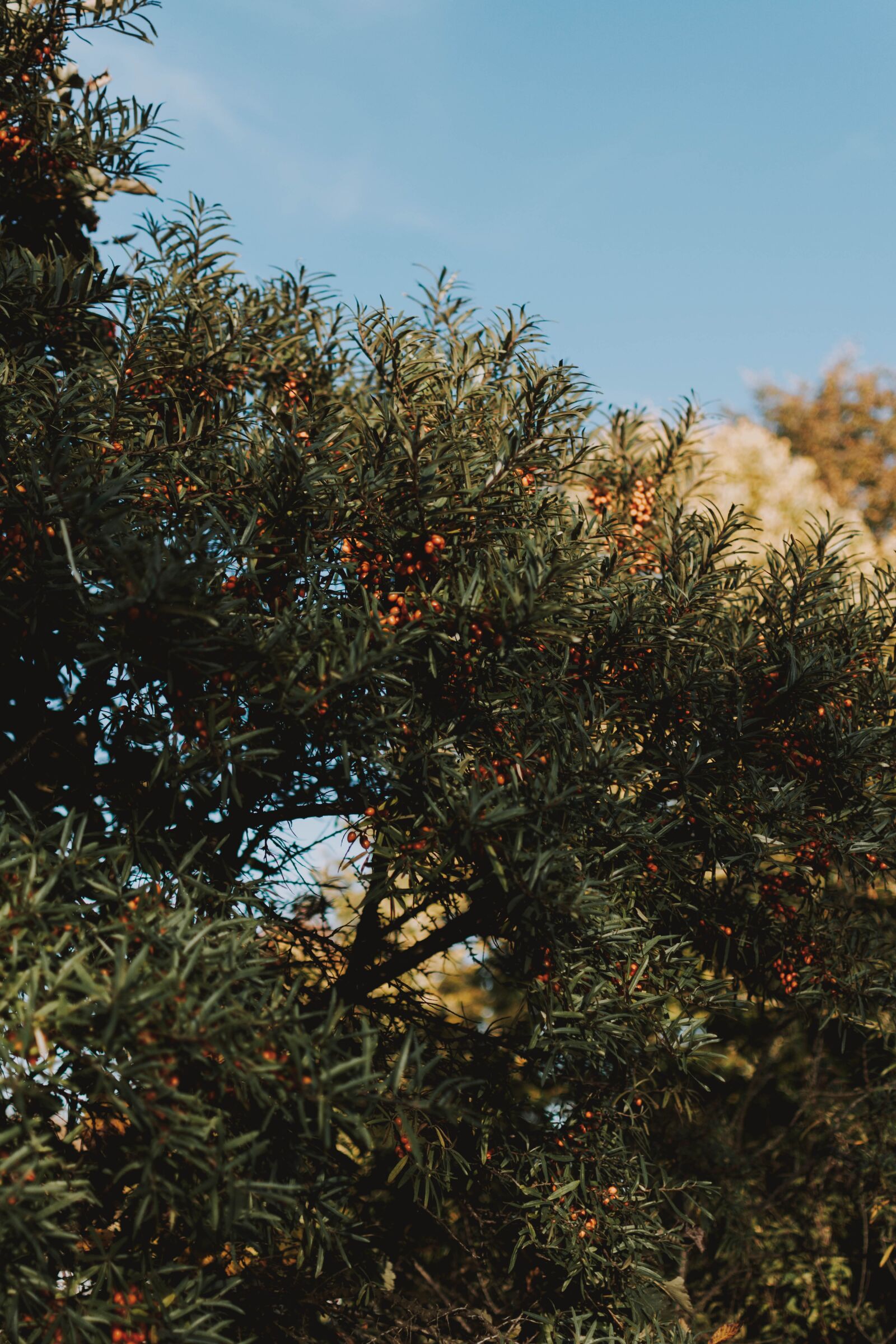 Nikon D5200 sample photo. Tree, berries, green photography
