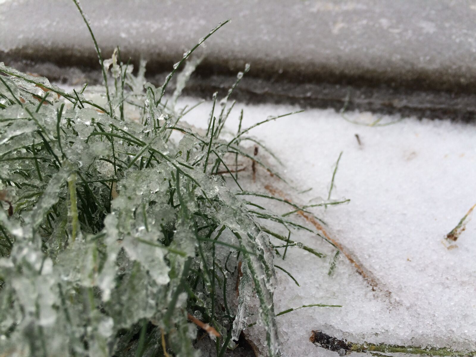 iPhone 5s back camera 4.15mm f/2.2 sample photo. Freeze, freezing, grass, ice photography