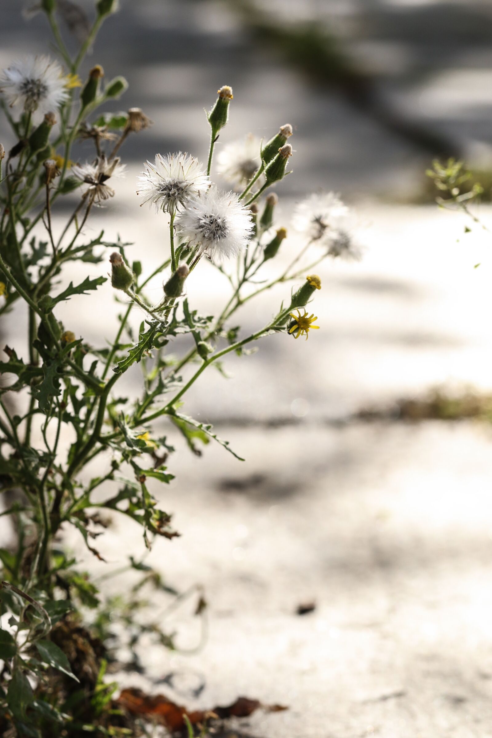 Canon EOS 7D Mark II sample photo. Wild flowers, autumn, fall photography