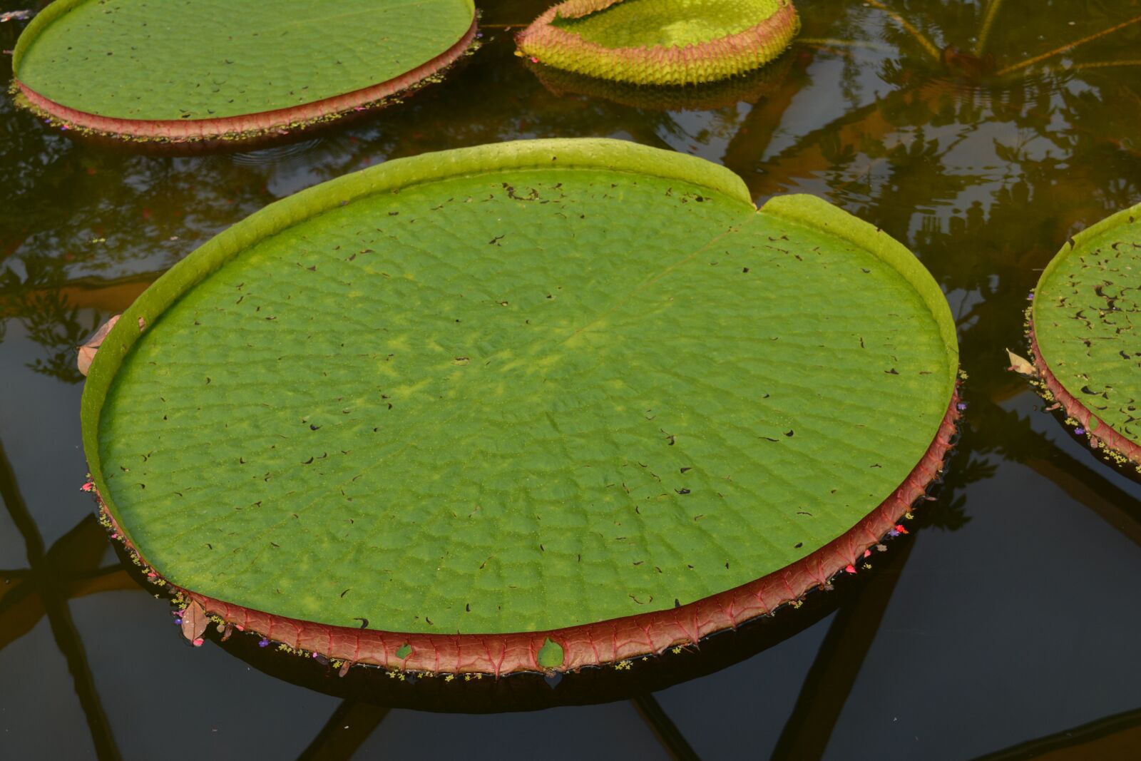 Nikon D5200 sample photo. Waterplant, lily, green photography