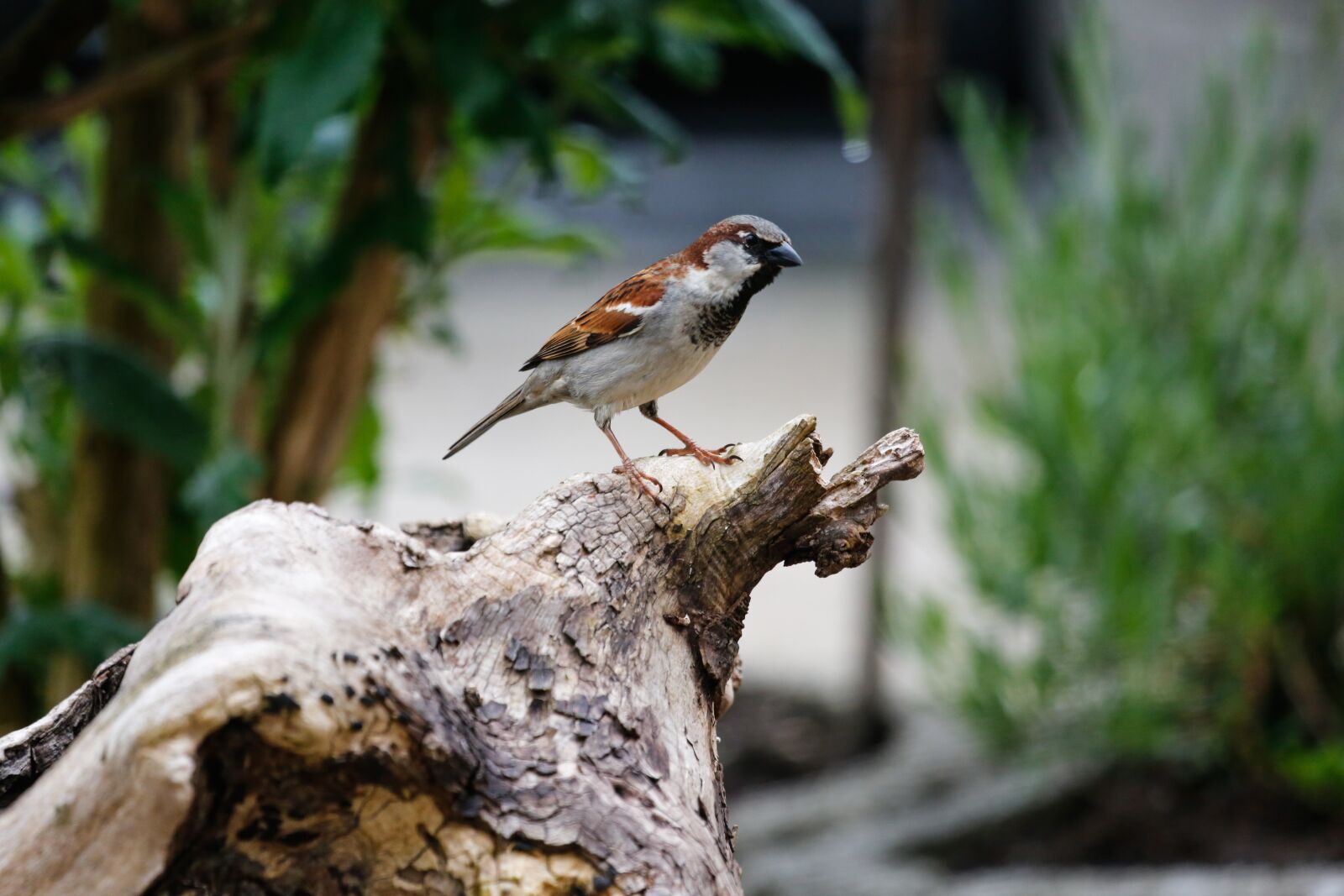 Canon EF 100-400mm F4.5-5.6L IS USM sample photo. Sparrow, sperling, bird photography