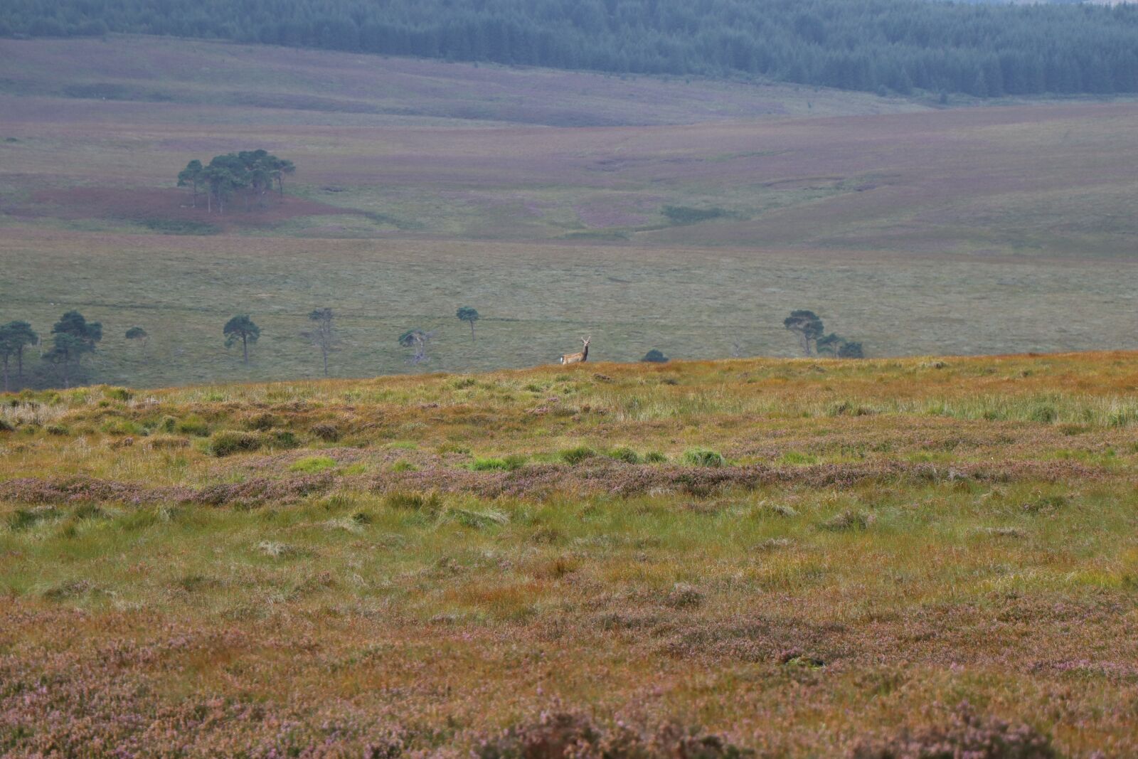 Canon EOS 250D (EOS Rebel SL3 / EOS Kiss X10 / EOS 200D II) sample photo. Mountain, heather, deer photography