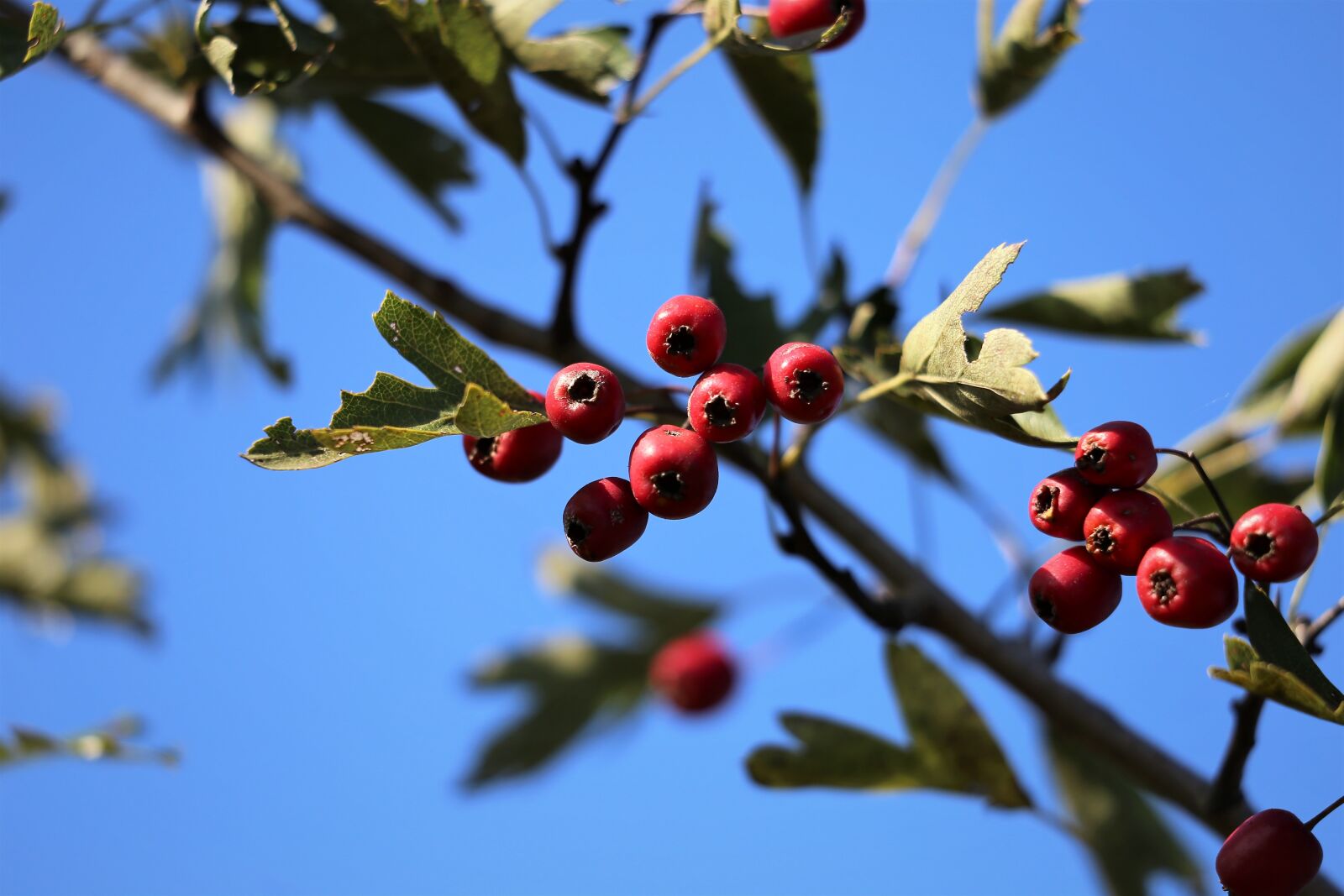 Canon EOS 6D sample photo. Hawthorn, red, berries photography