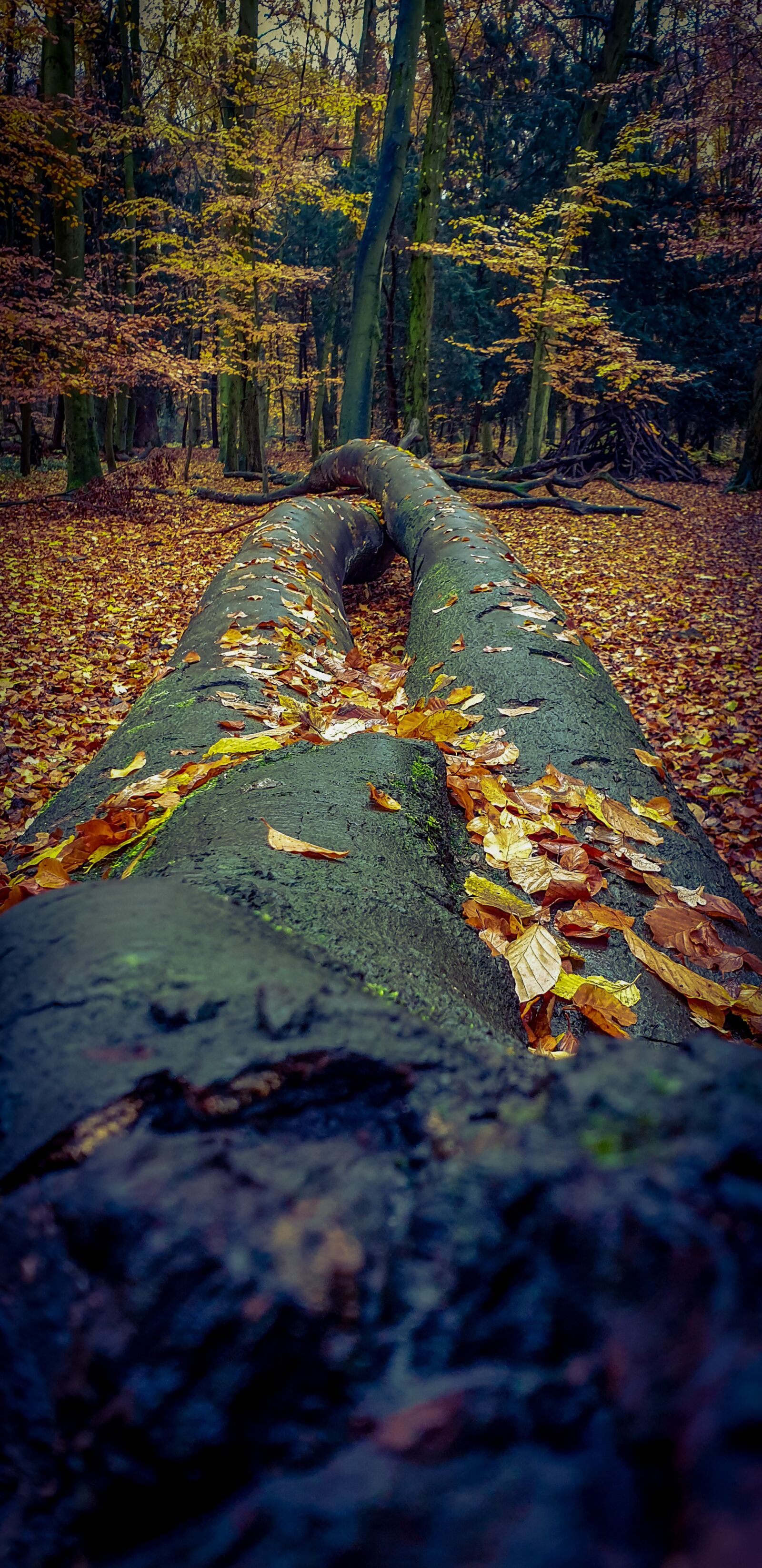 Samsung Galaxy S9 Rear Camera sample photo. Forest, tree, autumn photography