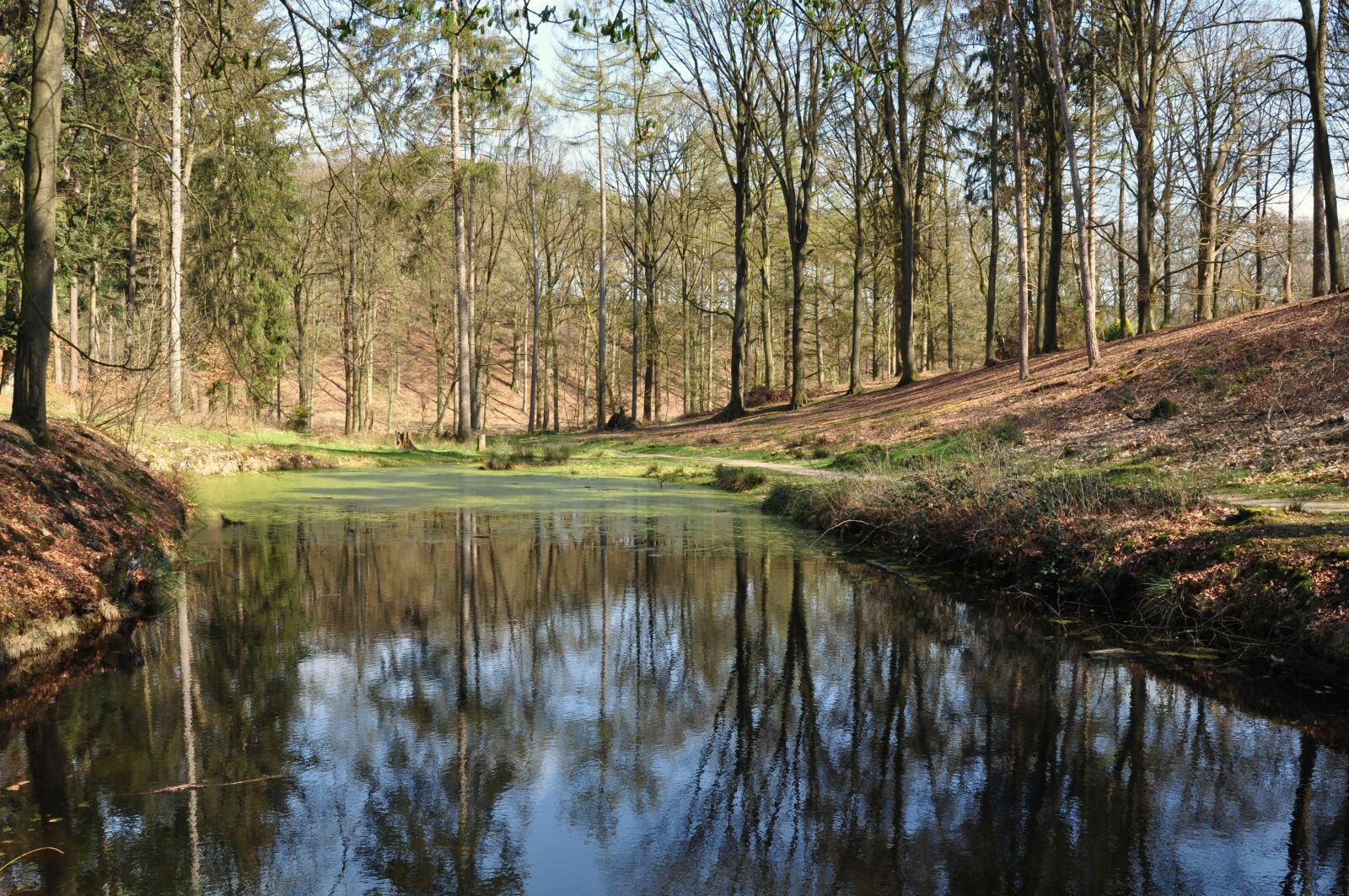 Nikon D90 sample photo. Forest, spring, nature photography