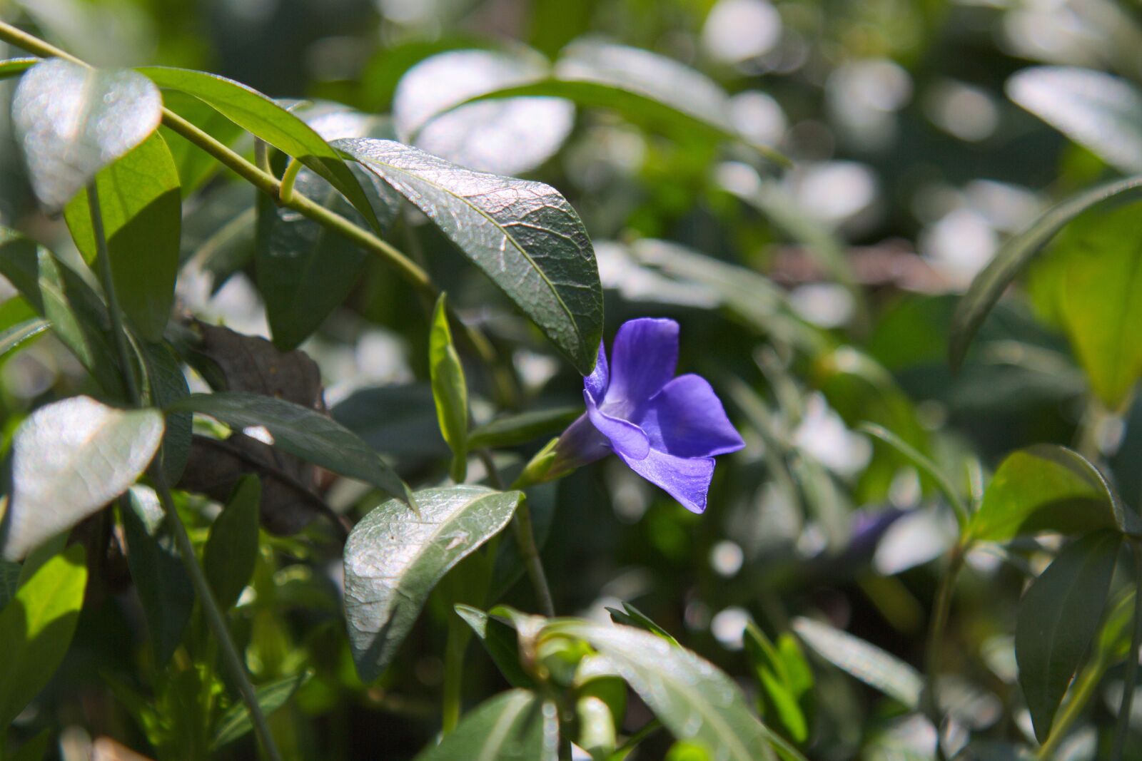 Canon EOS 7D sample photo. Nature, spring, bloom photography