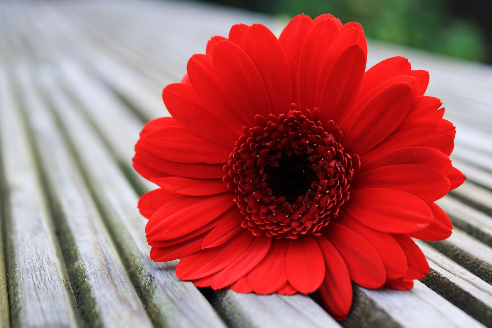 Canon EOS 2000D (EOS Rebel T7 / EOS Kiss X90 / EOS 1500D) sample photo. Gerbera, daisy, flower photography