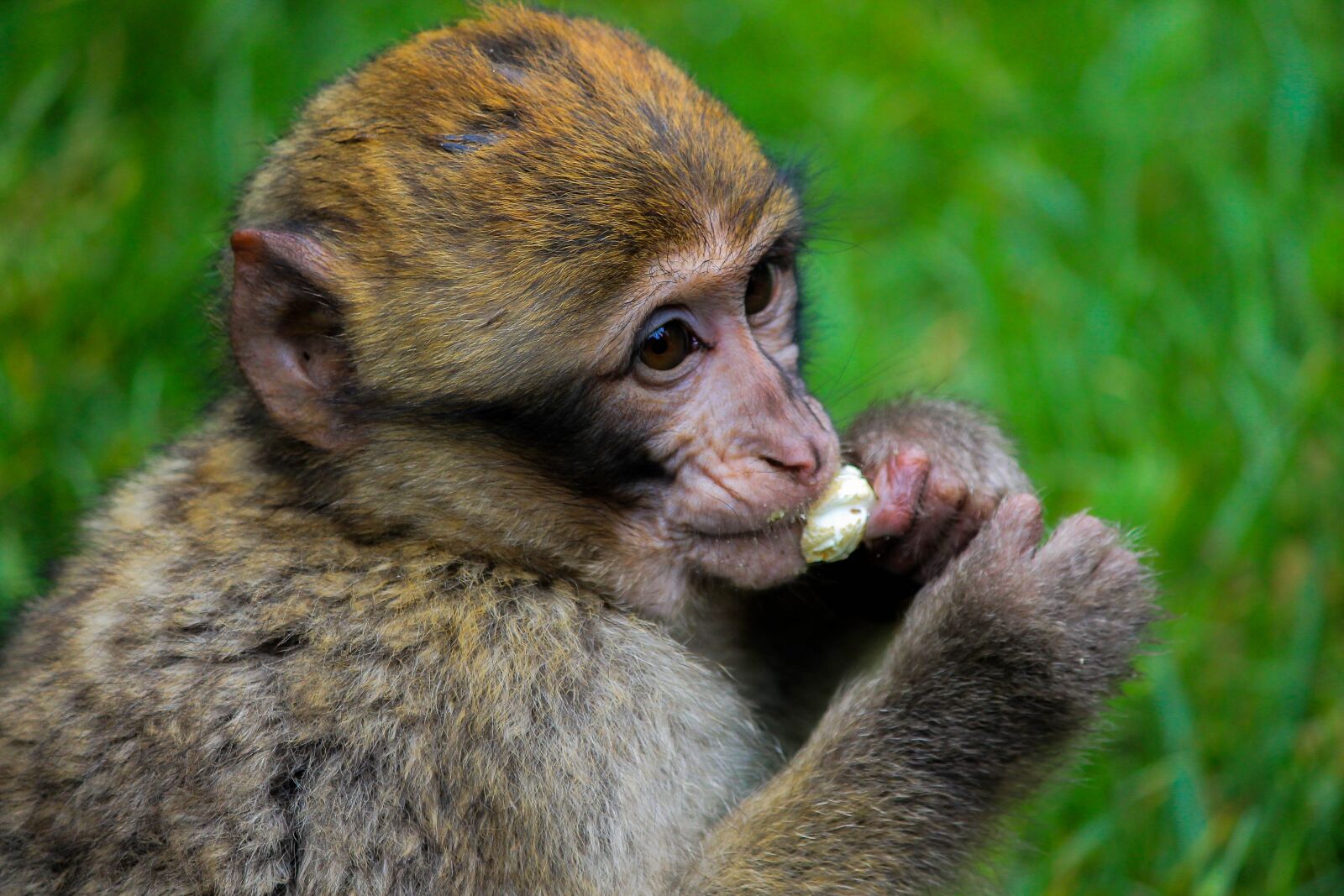 Canon EOS 1100D (EOS Rebel T3 / EOS Kiss X50) sample photo. Monkey, animal, animals photography