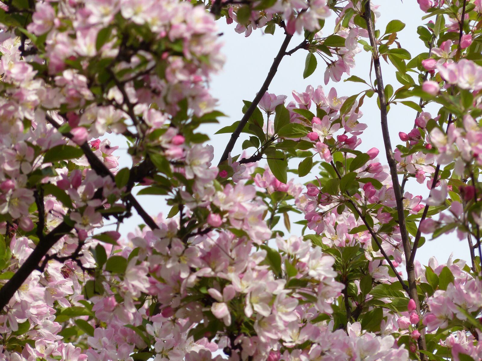Panasonic Lumix DMC-FZ200 sample photo. Spring, bud, tree photography