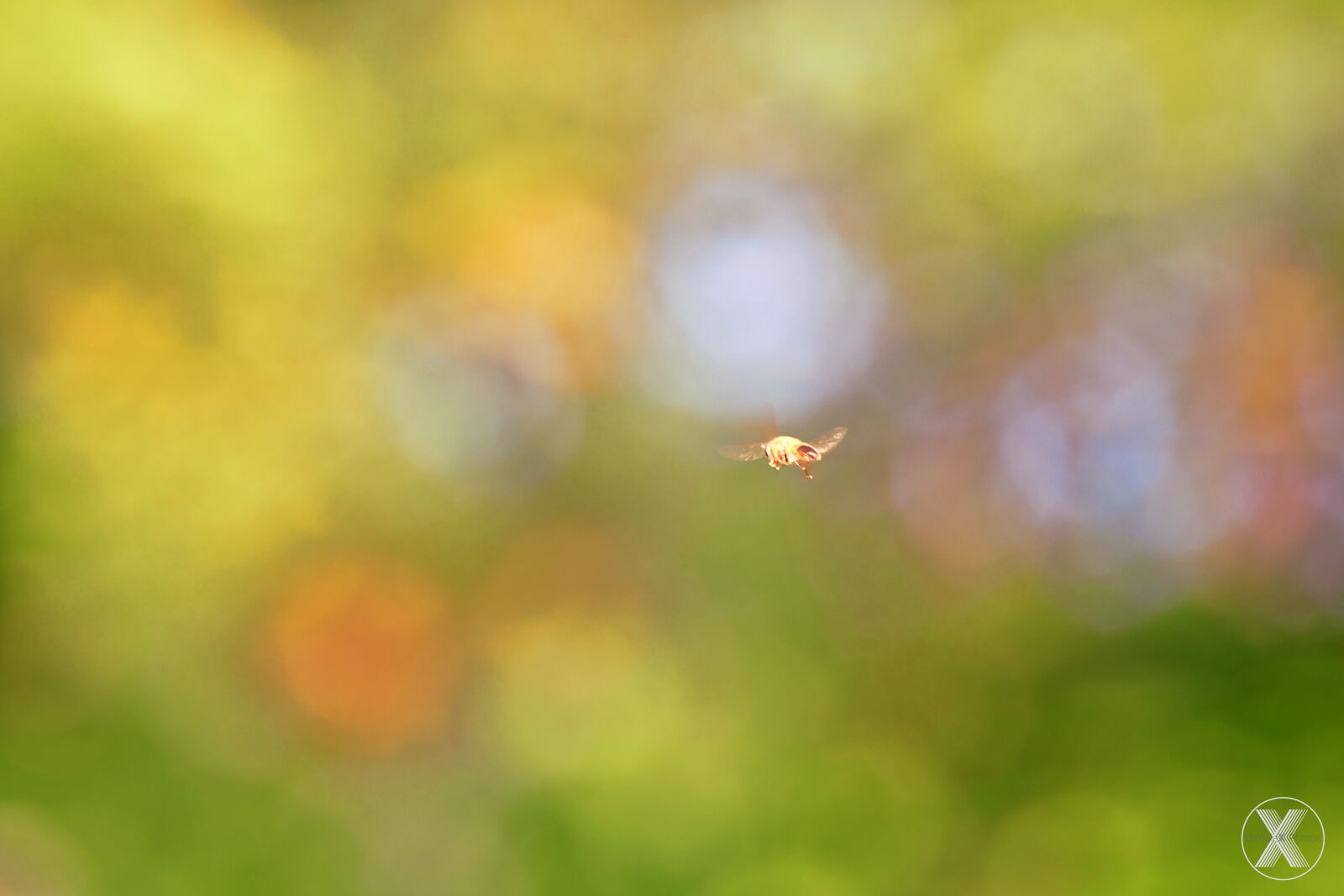 Nikon D7500 sample photo. Bee, nature, green photography