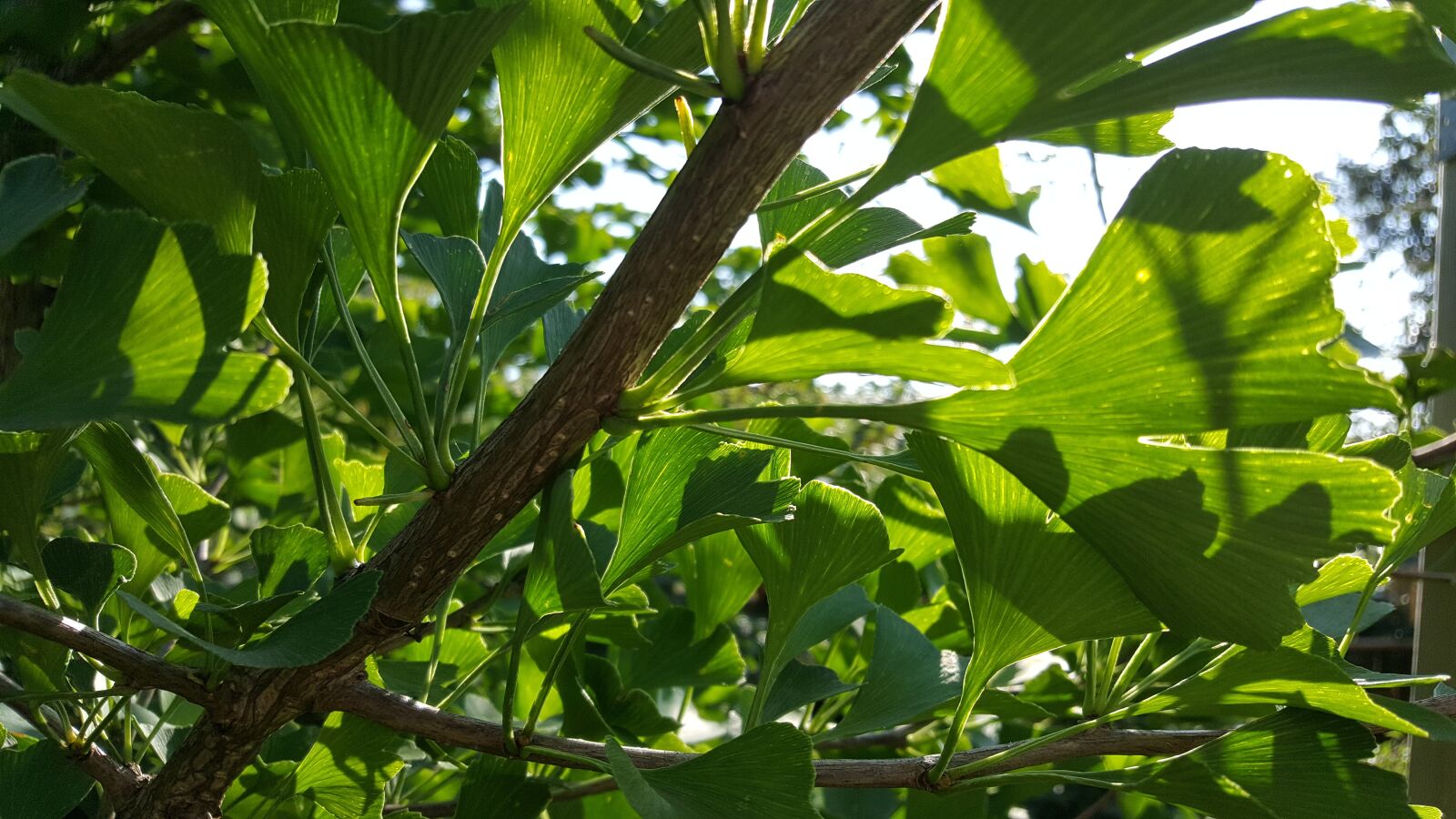 Samsung Galaxy S6 sample photo. Gingko, leaf, plant photography