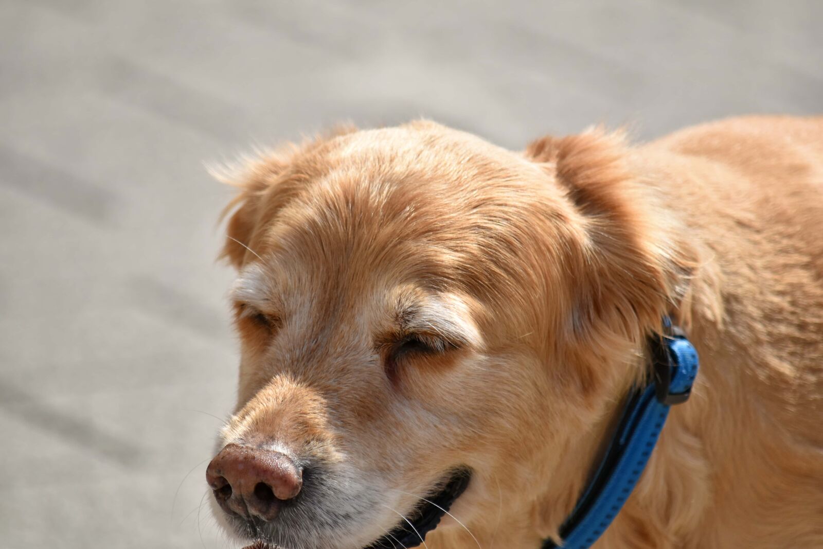 Nikon D5500 sample photo. Beautiful, cute, dog, light photography