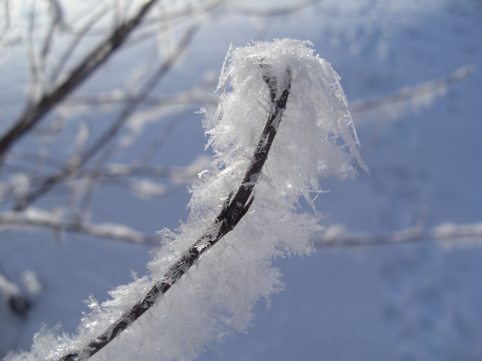 CASIO EX-Z1200 sample photo. Eiskristalle, hoarfrost, winter photography