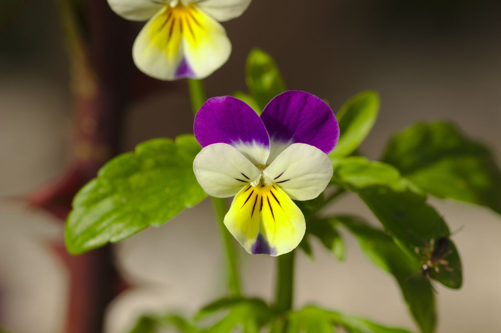Canon EOS 600D (Rebel EOS T3i / EOS Kiss X5) sample photo. Flower, pansy, garden photography