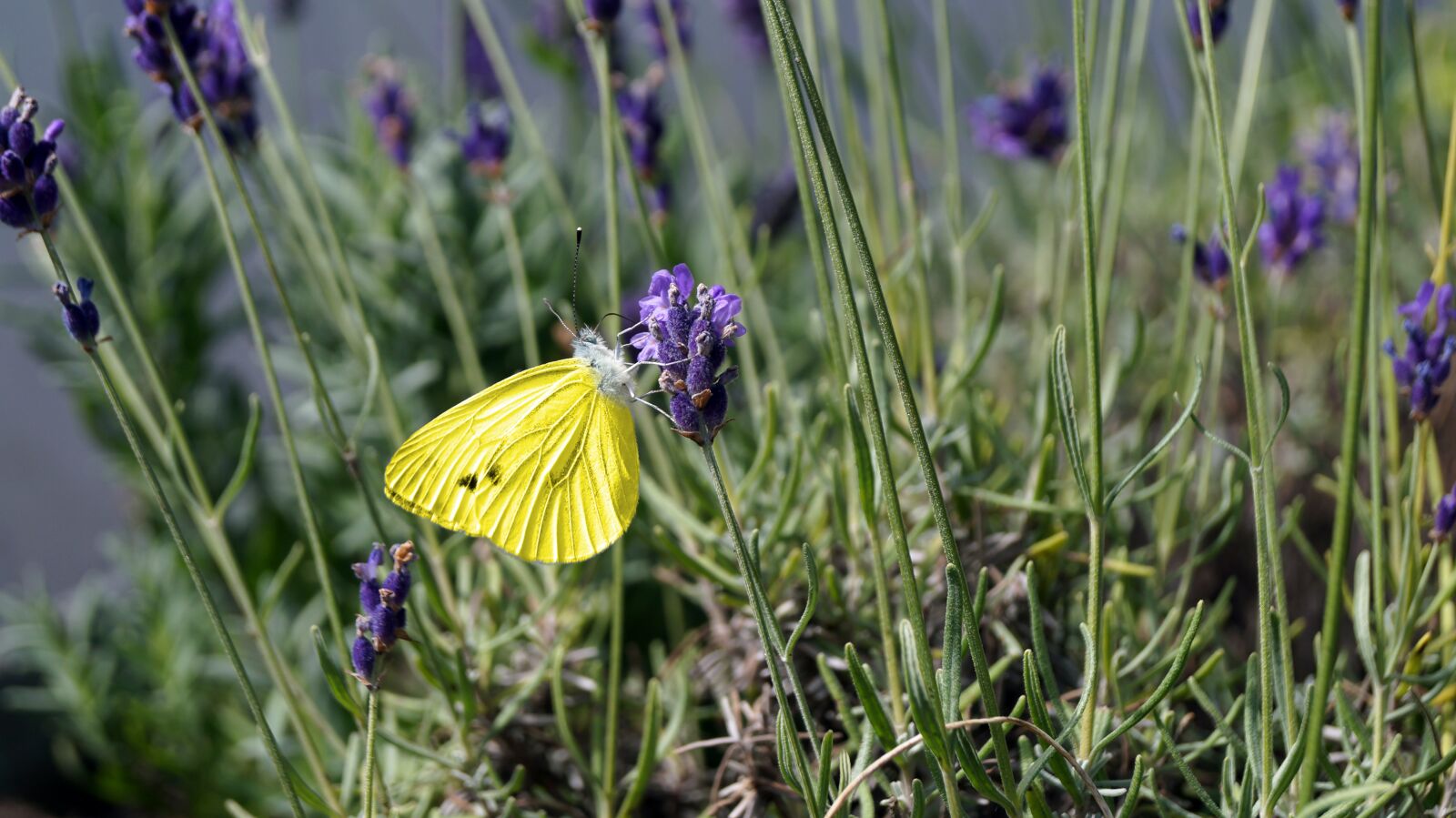 Sony SLT-A37 sample photo. Butterfly, nature, blossom photography