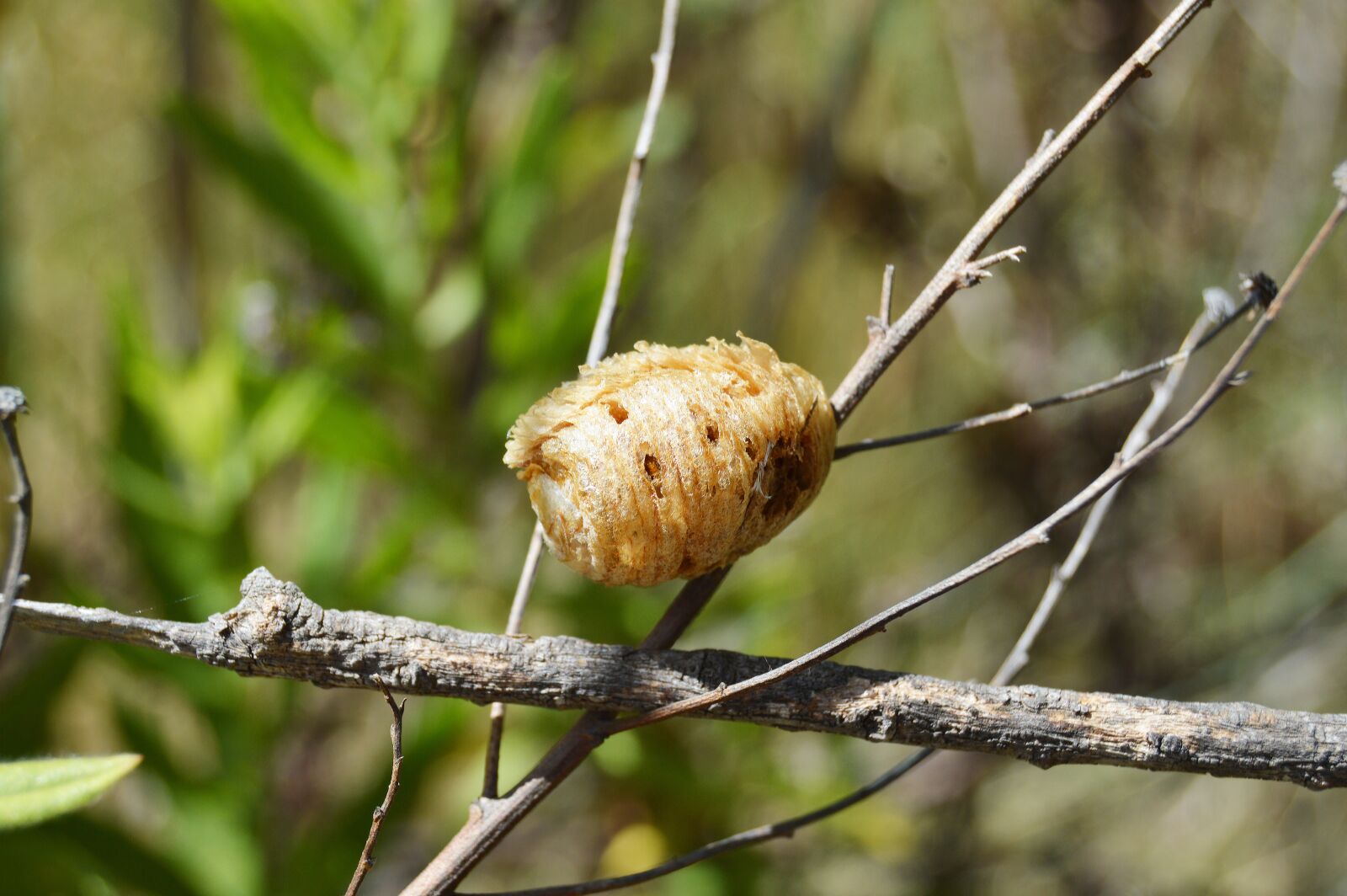 Nikon D3200 sample photo. Cocoon insect, cocoon, colors photography