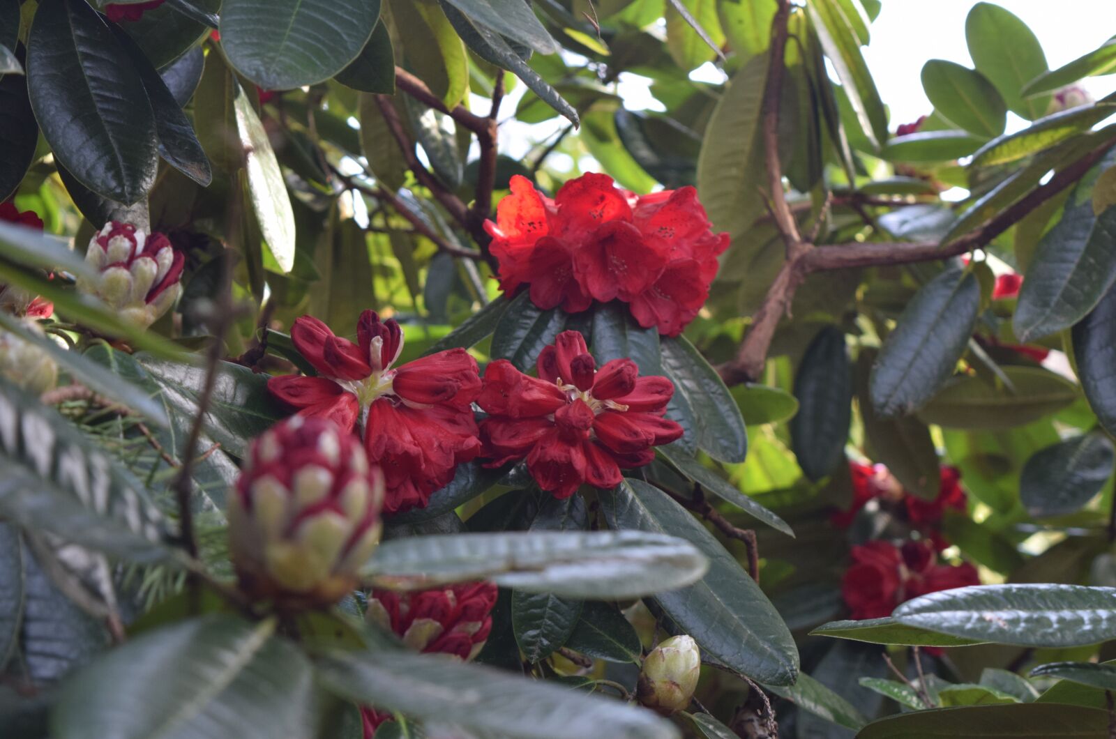 Nikon D5300 sample photo. Flowers photography