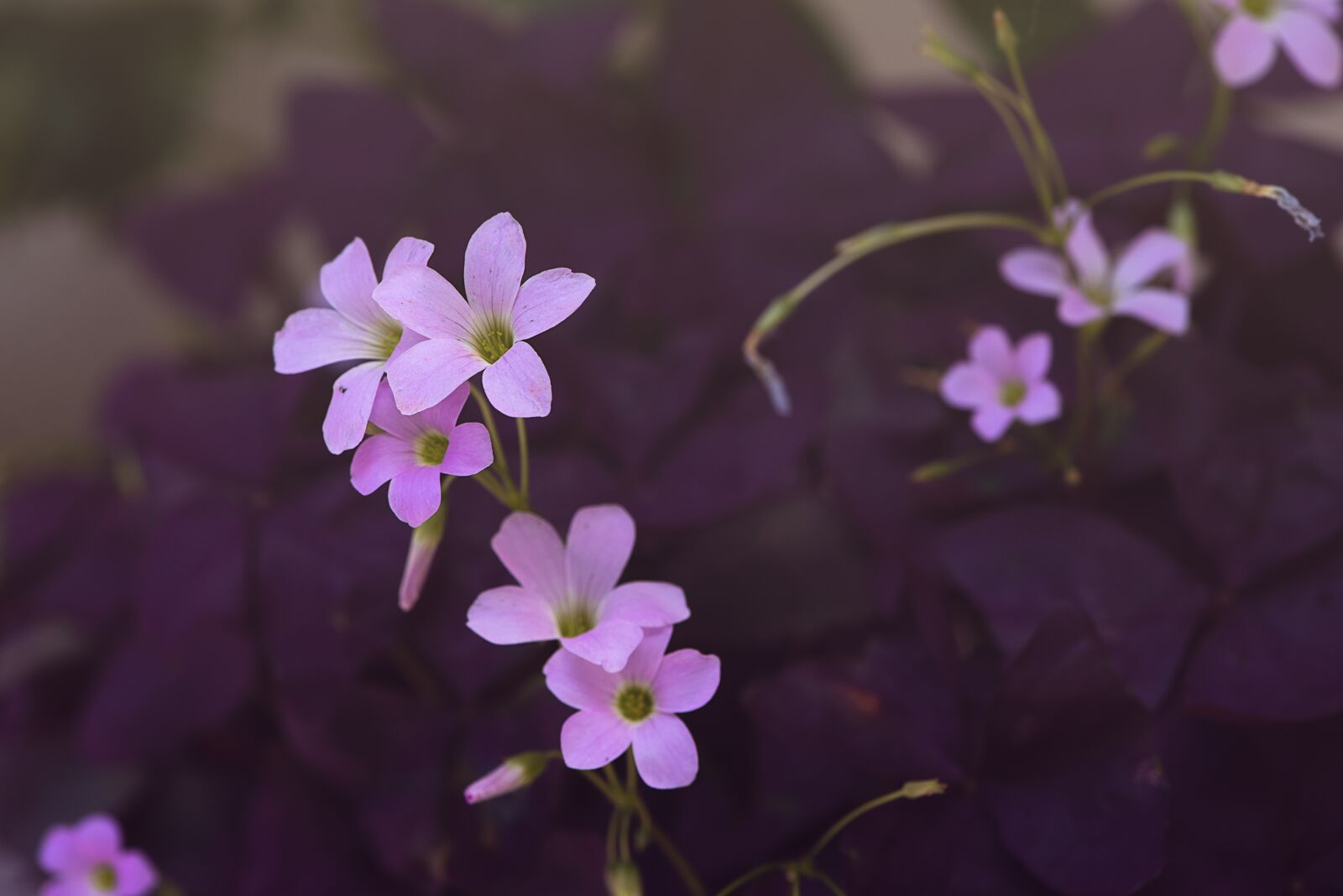 Nikon D750 sample photo. Flowers, flower, pink photography