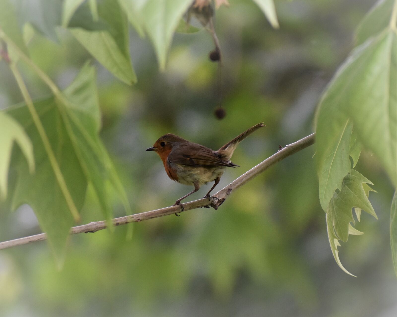 Nikon D3400 sample photo. Robin redbreast, bird, redbreast photography