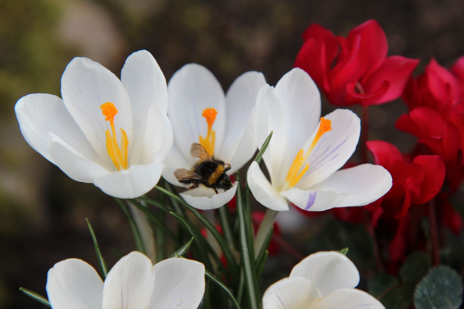 Canon EOS 600D (Rebel EOS T3i / EOS Kiss X5) sample photo. Crocus, bourdon, pollen photography