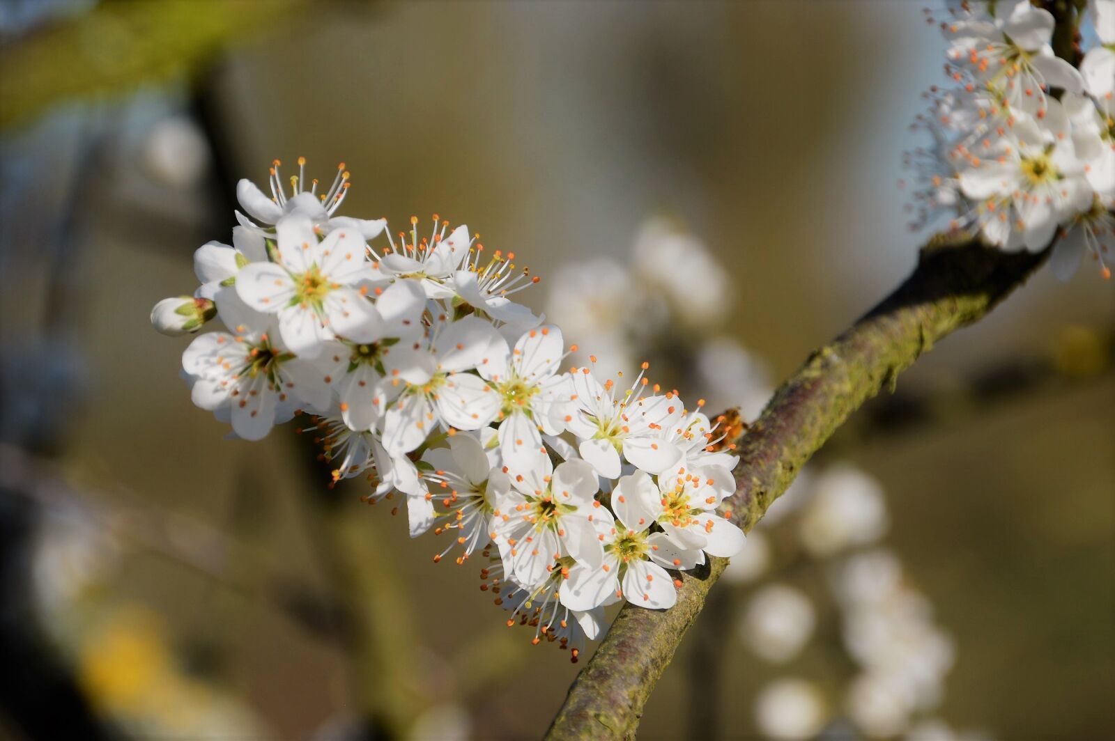 Nikon D3200 sample photo. Cherry, tree, branch photography