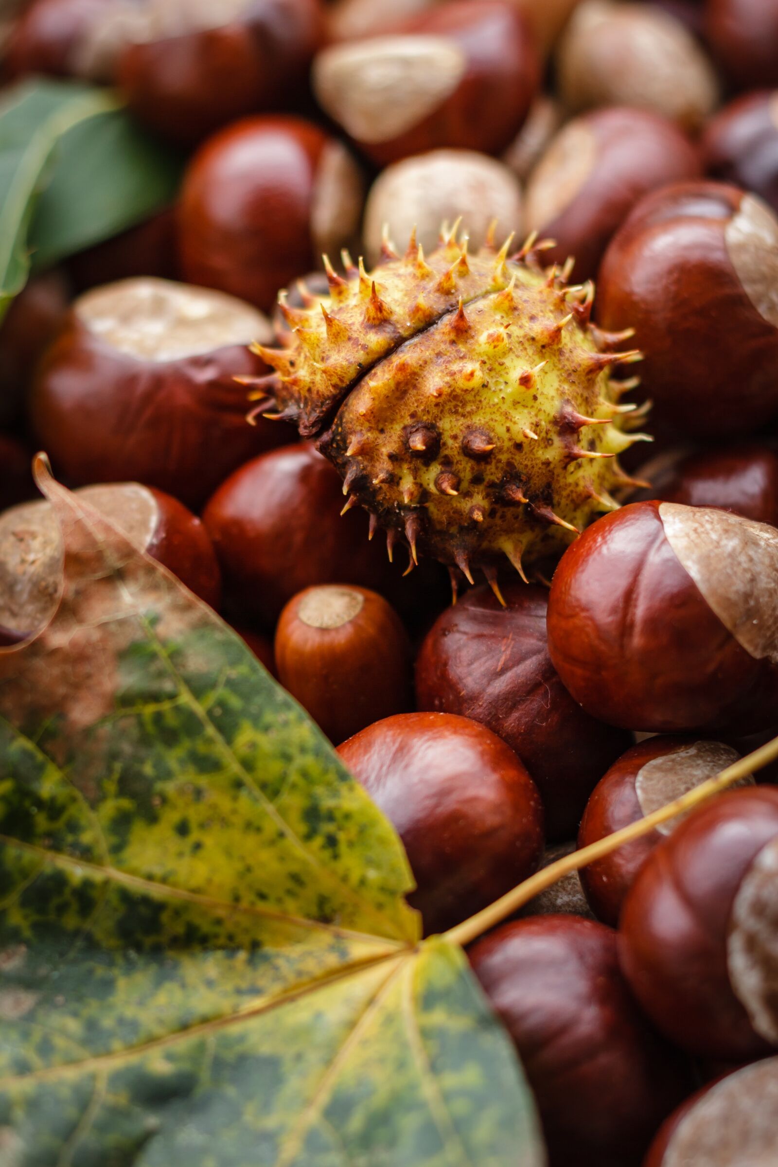 Canon EOS 7D + Canon EF 50mm F1.8 II sample photo. Castanea, chestnut, autumn photography