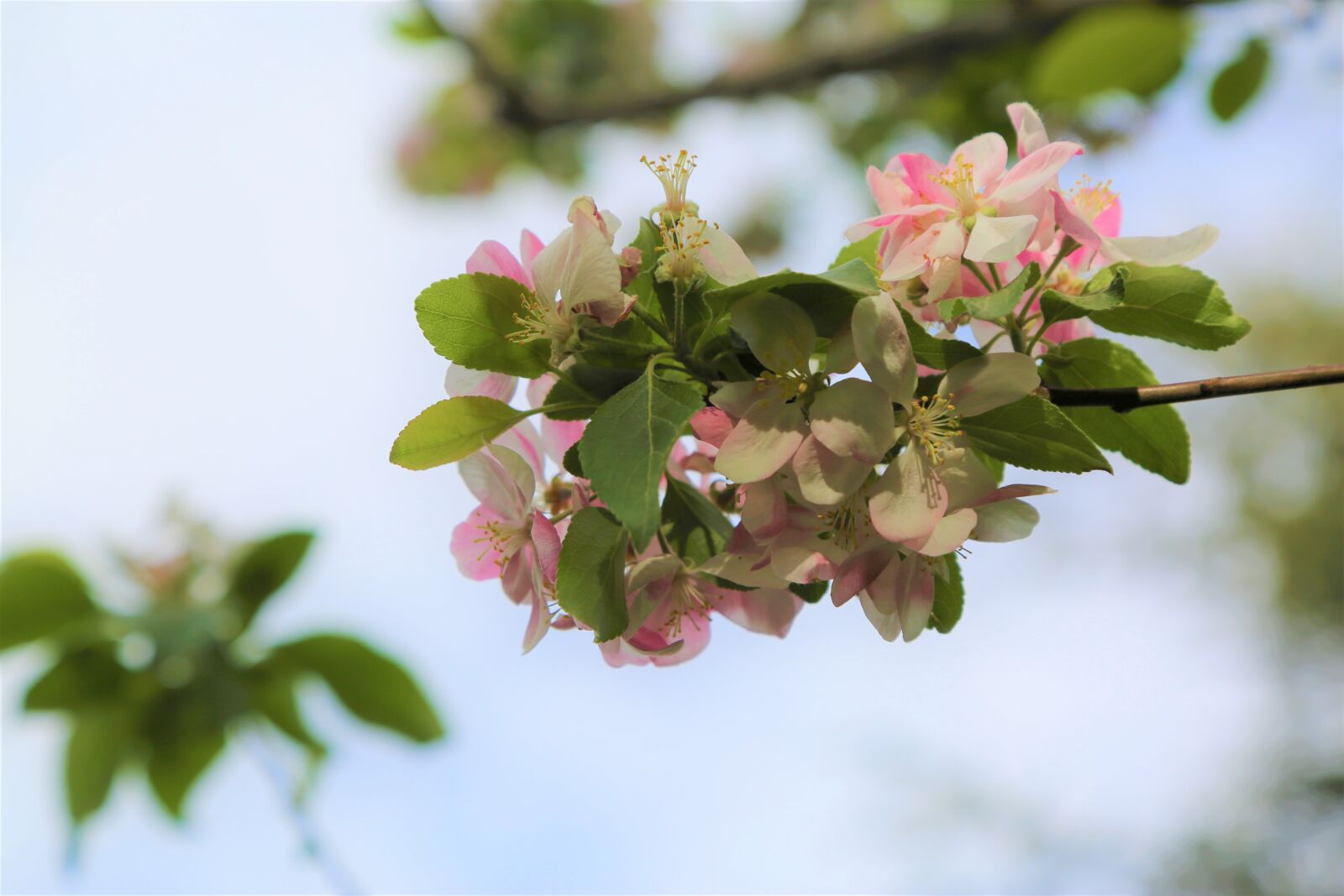 Canon EF 24-105mm F4L IS USM sample photo. Nature, flower, plant photography