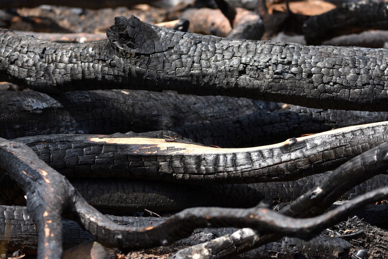 Nikon D3400 sample photo. Fire, charred, wood photography