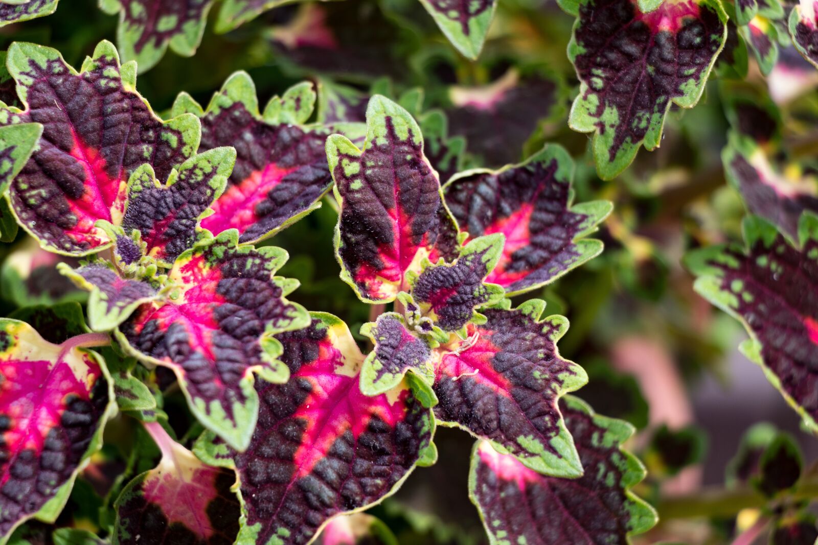 Canon EF-S 18-135mm F3.5-5.6 IS USM sample photo. Coleus, flower, flower garden photography