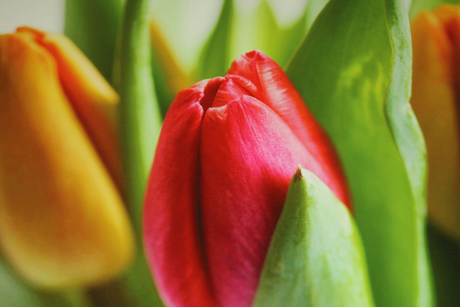 Canon EOS 2000D (EOS Rebel T7 / EOS Kiss X90 / EOS 1500D) sample photo. Flower, tulip, garden photography