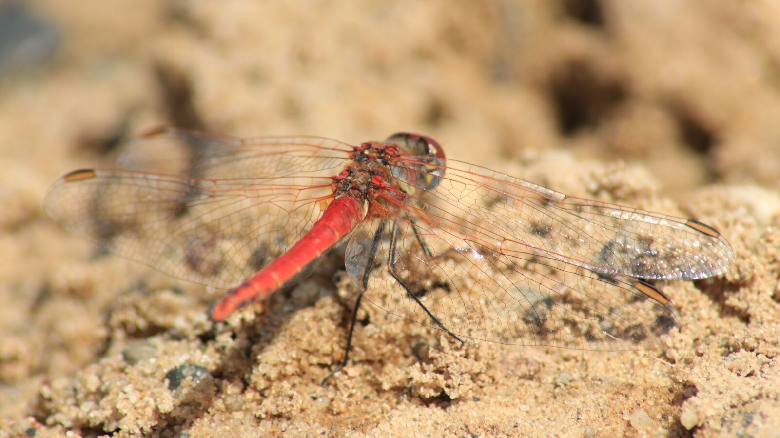 Canon EOS 80D sample photo. Dragonfly, wing, veins photography