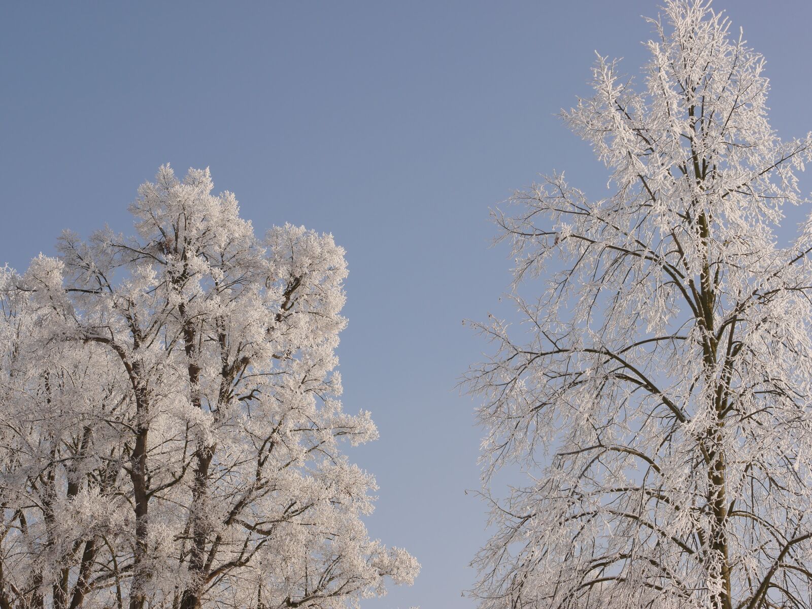 Panasonic Lumix DMC-G6 sample photo. Tree, winter, snow photography