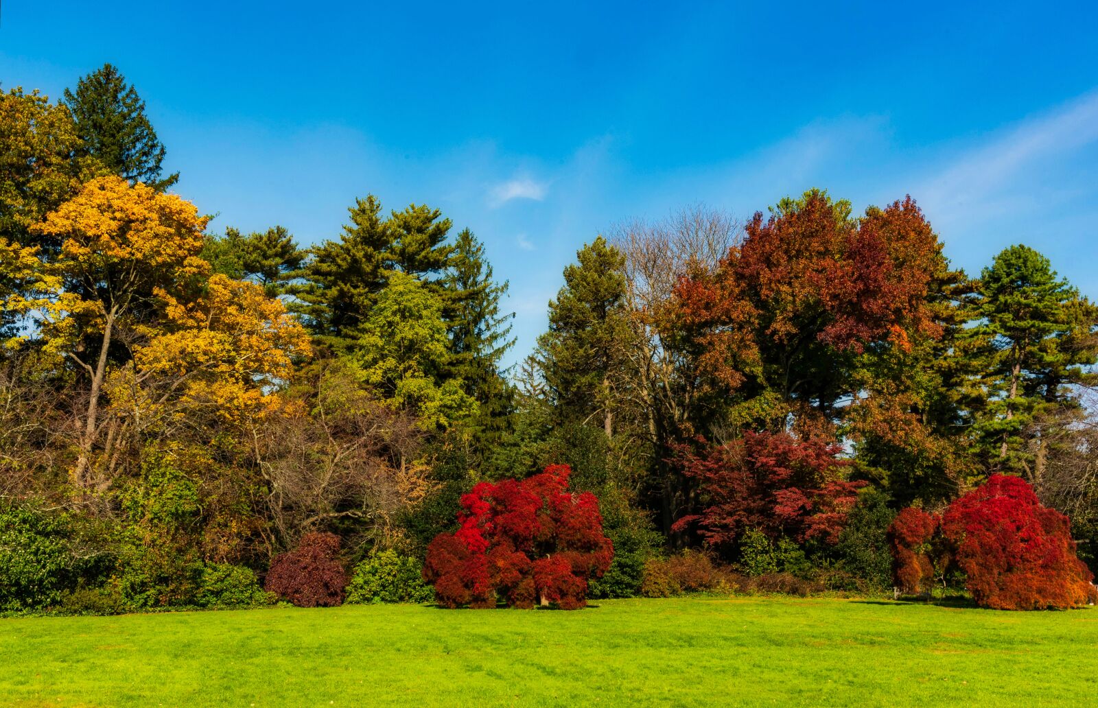 Nikon D750 sample photo. Autumn, colorful, trees photography