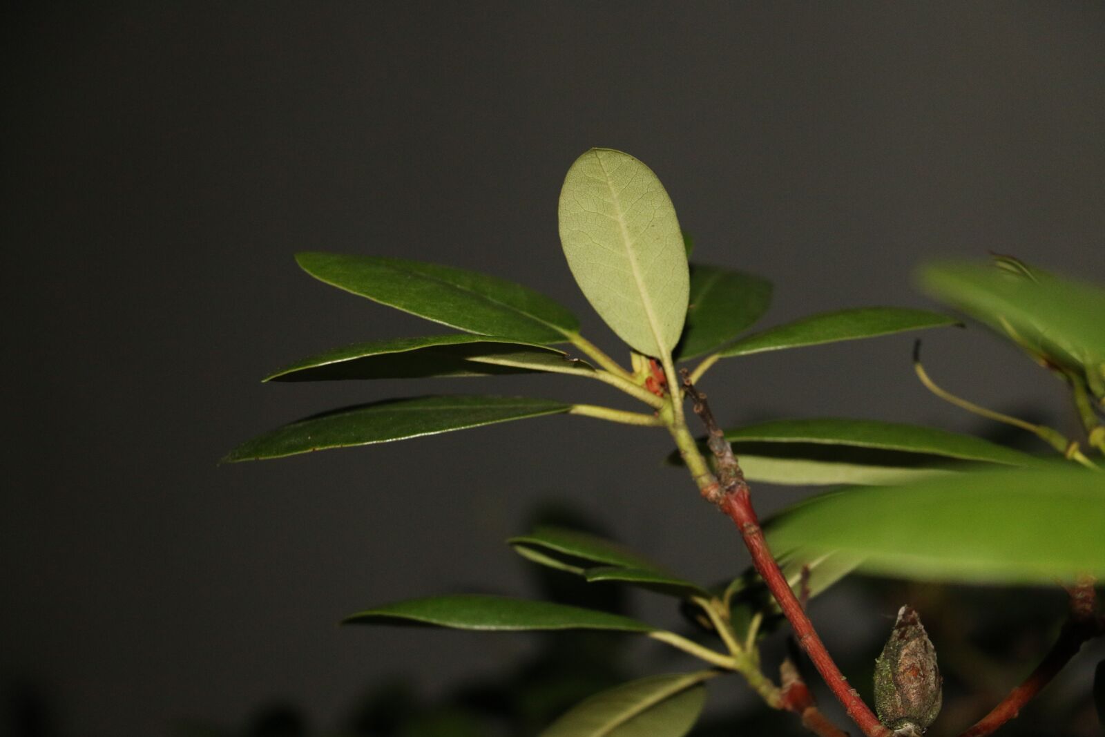 Canon EOS 70D sample photo. Flower, garden, green photography