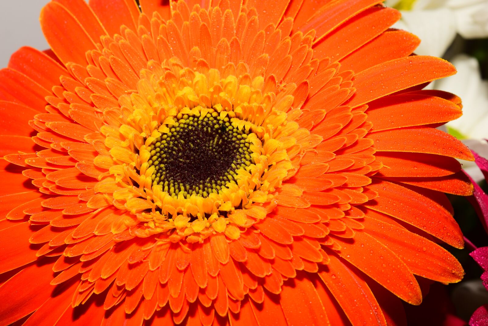 Nikon D5300 sample photo. Gerbera, orange, flower photography