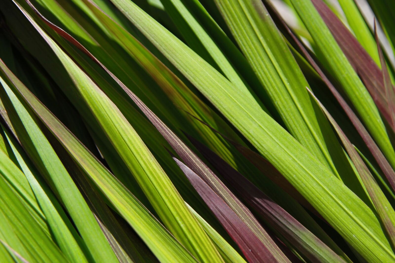Canon EOS 50D sample photo. Red grass, grass, red photography