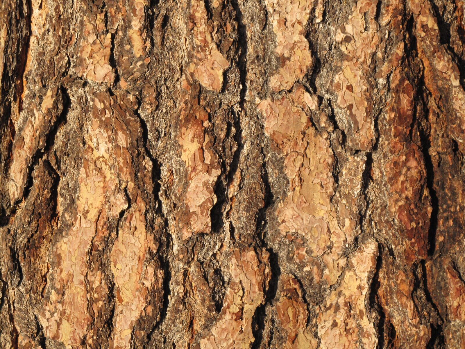Canon PowerShot G10 sample photo. Bark, tree, wood photography