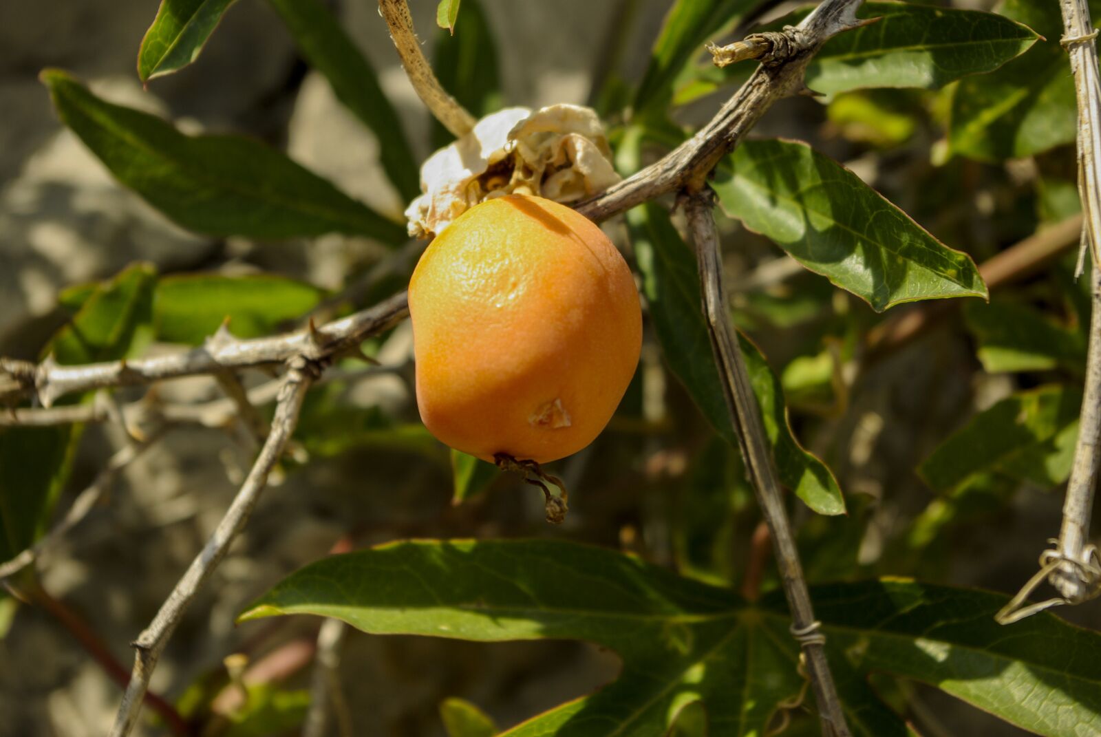 Samsung GX-10 sample photo. Fruit, nature, plant photography