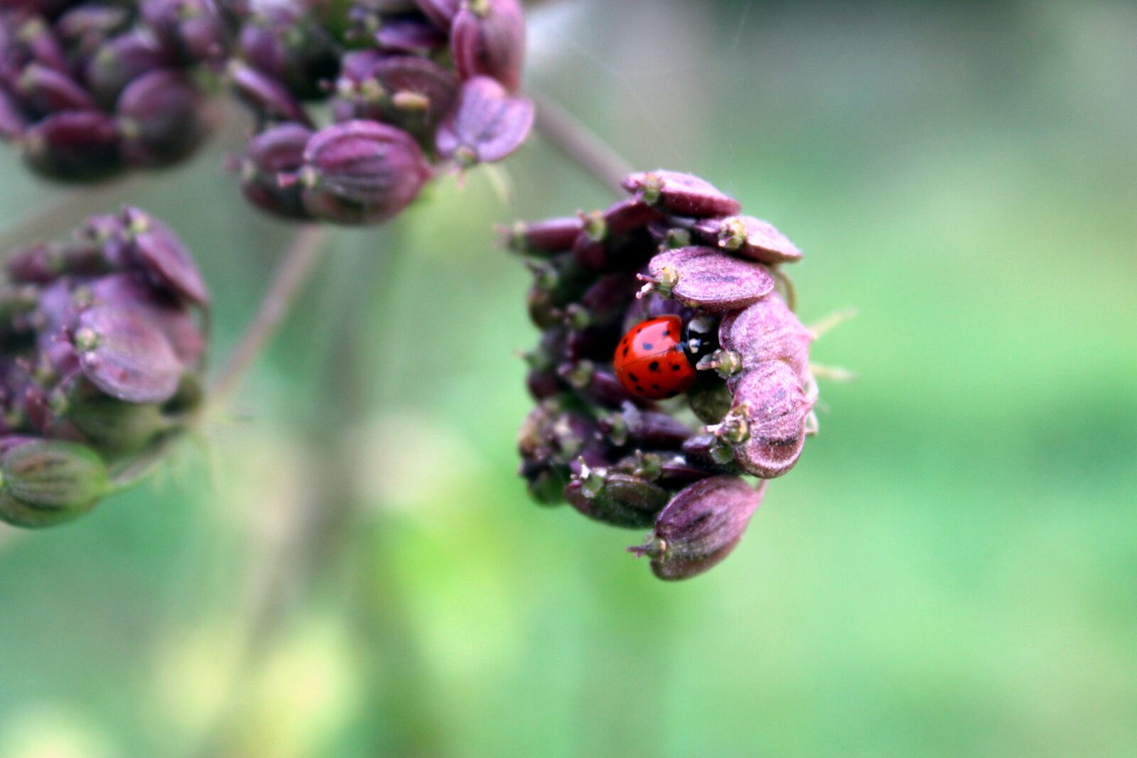 Canon EOS 1300D (EOS Rebel T6 / EOS Kiss X80) sample photo. Ladybug, blossom, bloom photography