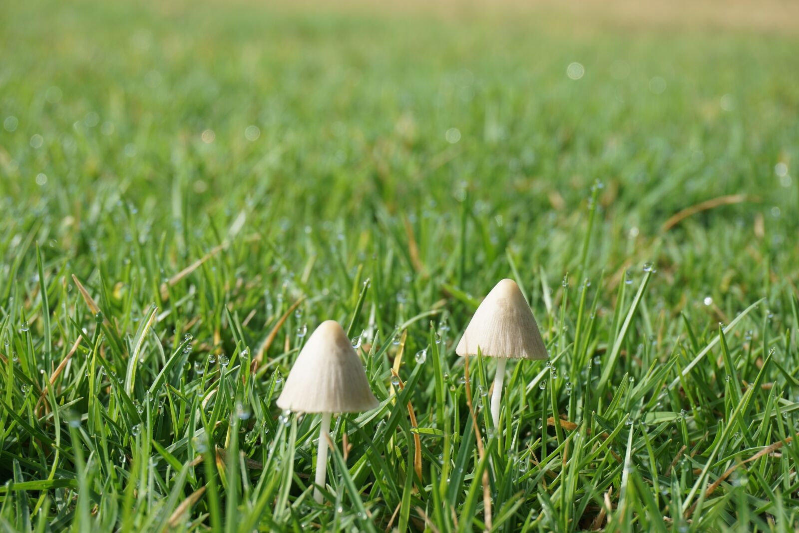 Sony a6000 sample photo. Fungus, fungi, nature photography