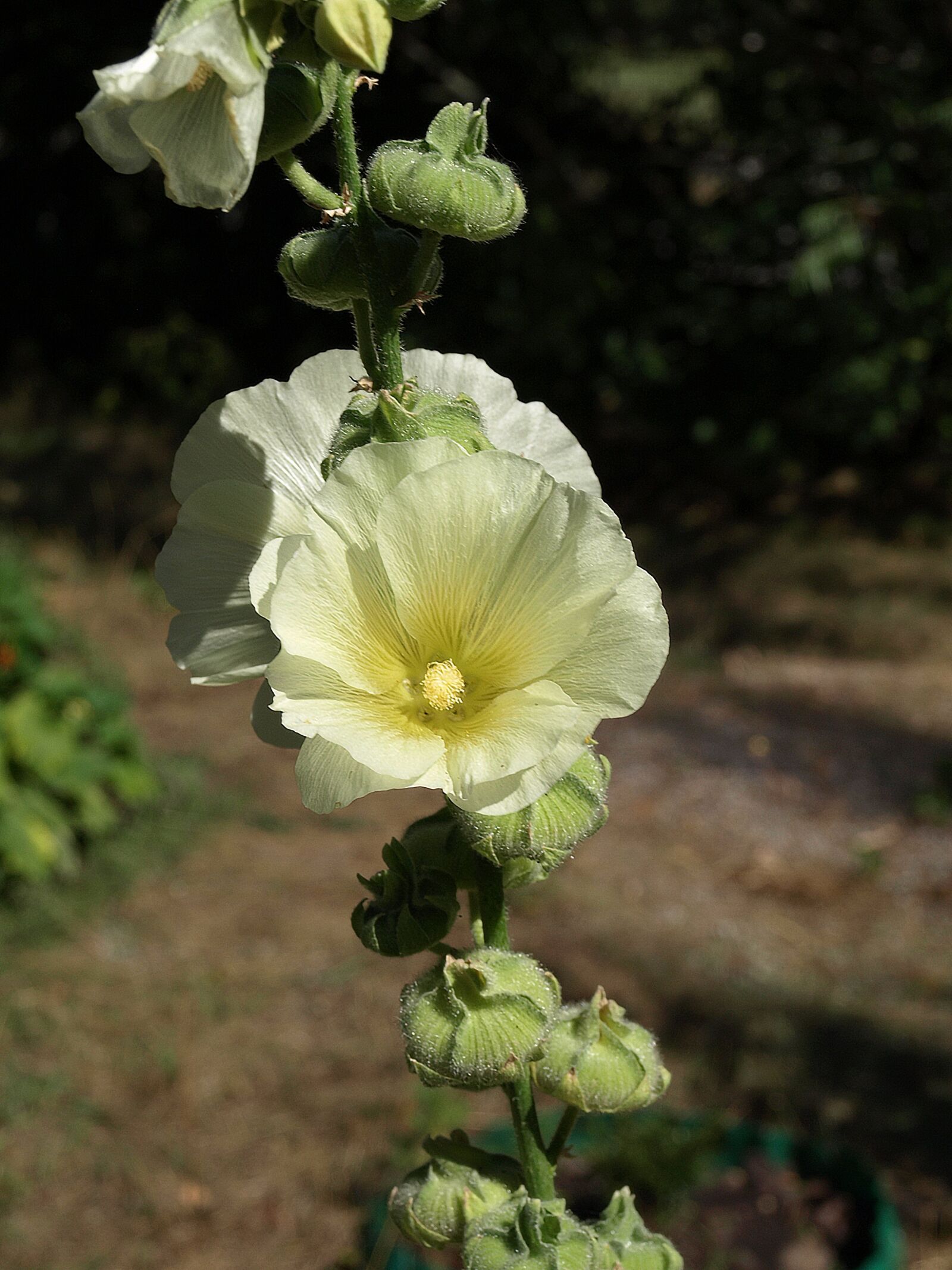 Olympus E-510 (EVOLT E-510) sample photo. Mallow, alcea rosea, flower photography