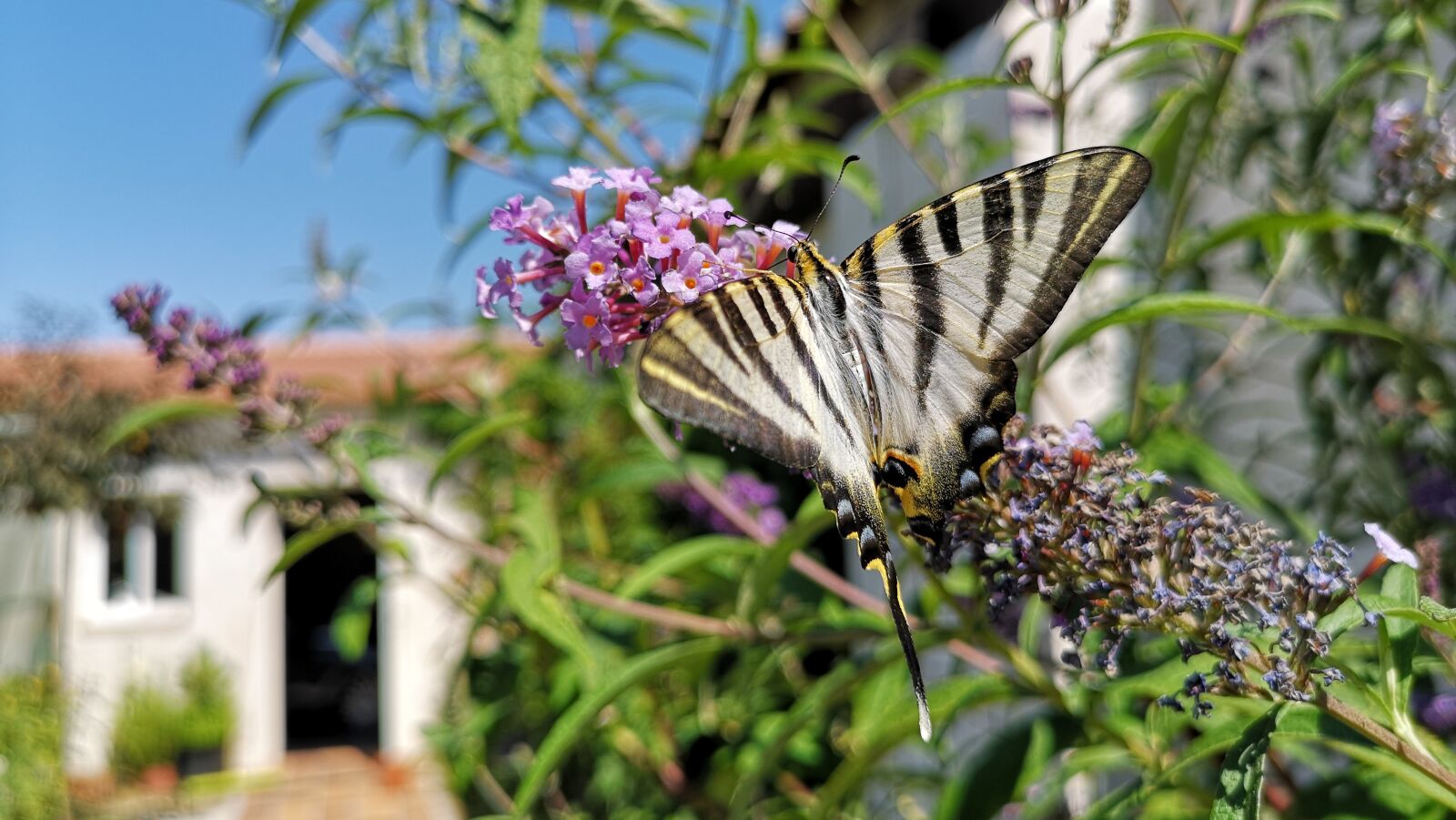 HUAWEI CLT-L09 sample photo. Butterfly, nature, garden photography