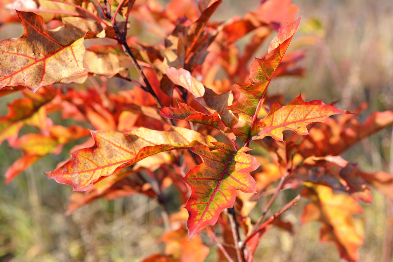Nikon D5200 sample photo. Autumn, red, foliage photography