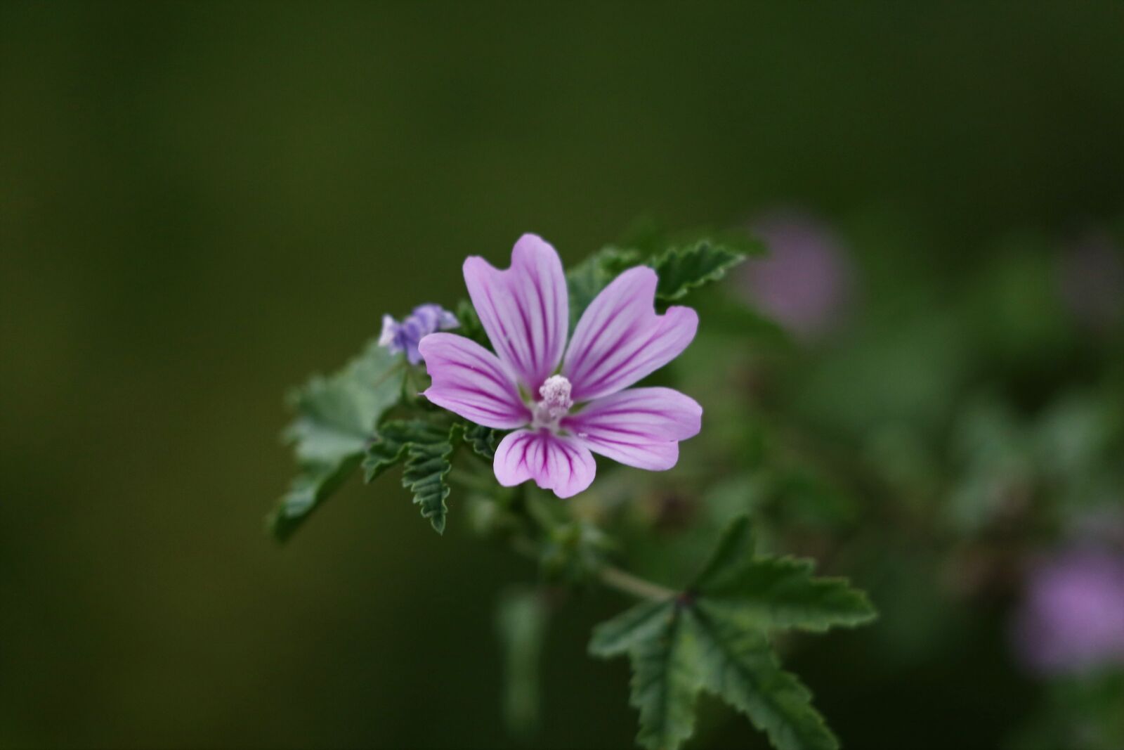 Canon EF 70-300 F4-5.6 IS II USM sample photo. Common mallow, malva sylvestris photography