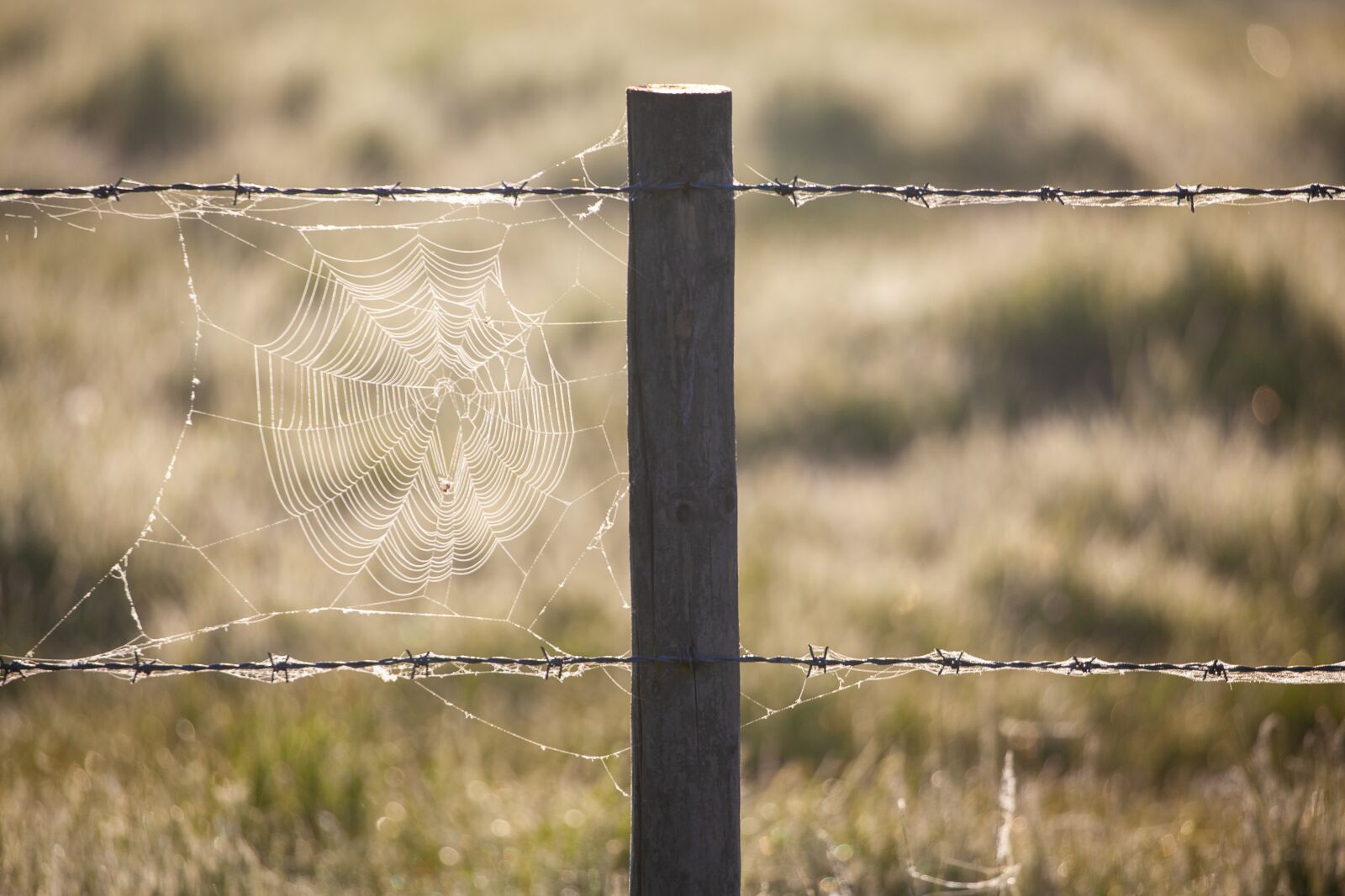 Canon EOS 5D Mark II + Canon EF 100-400mm F4.5-5.6L IS II USM sample photo. Barbed wire, wire post photography