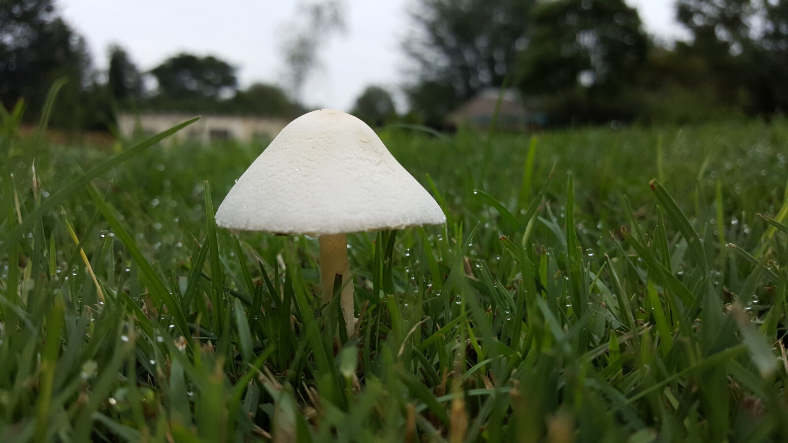 Samsung Galaxy S6 sample photo. Close, up, view, dew photography