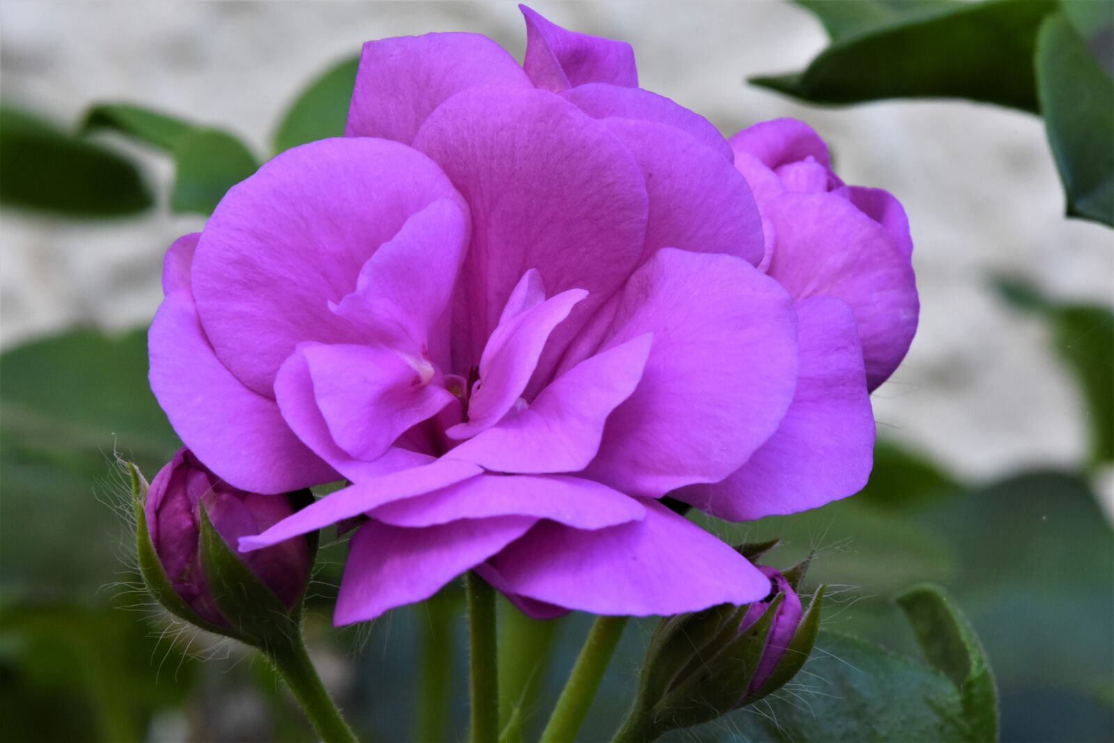 Nikon D7200 sample photo. Flower, garden, petals photography