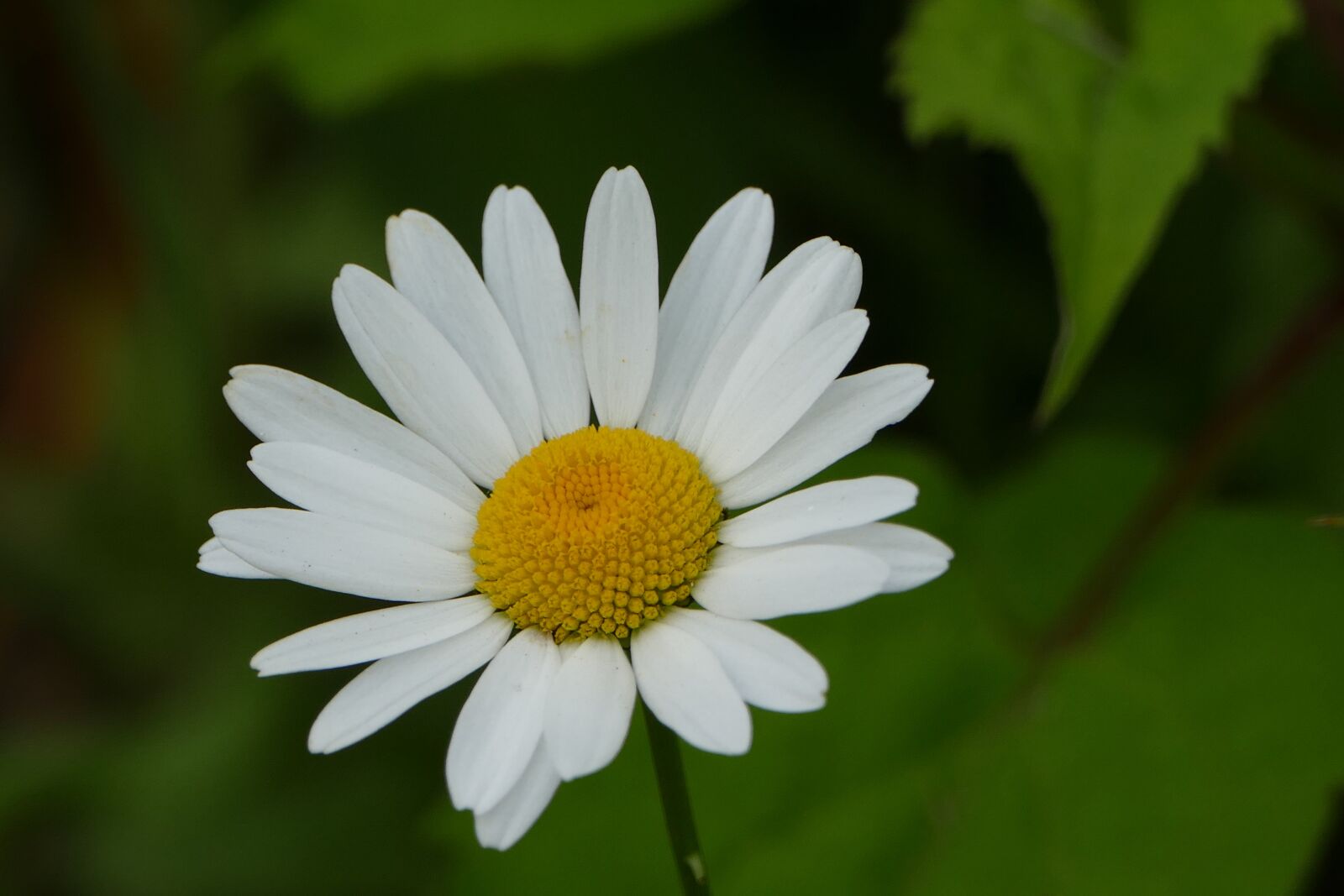 Panasonic Lumix DMC-FZ1000 sample photo. Flower, daisy, white photography