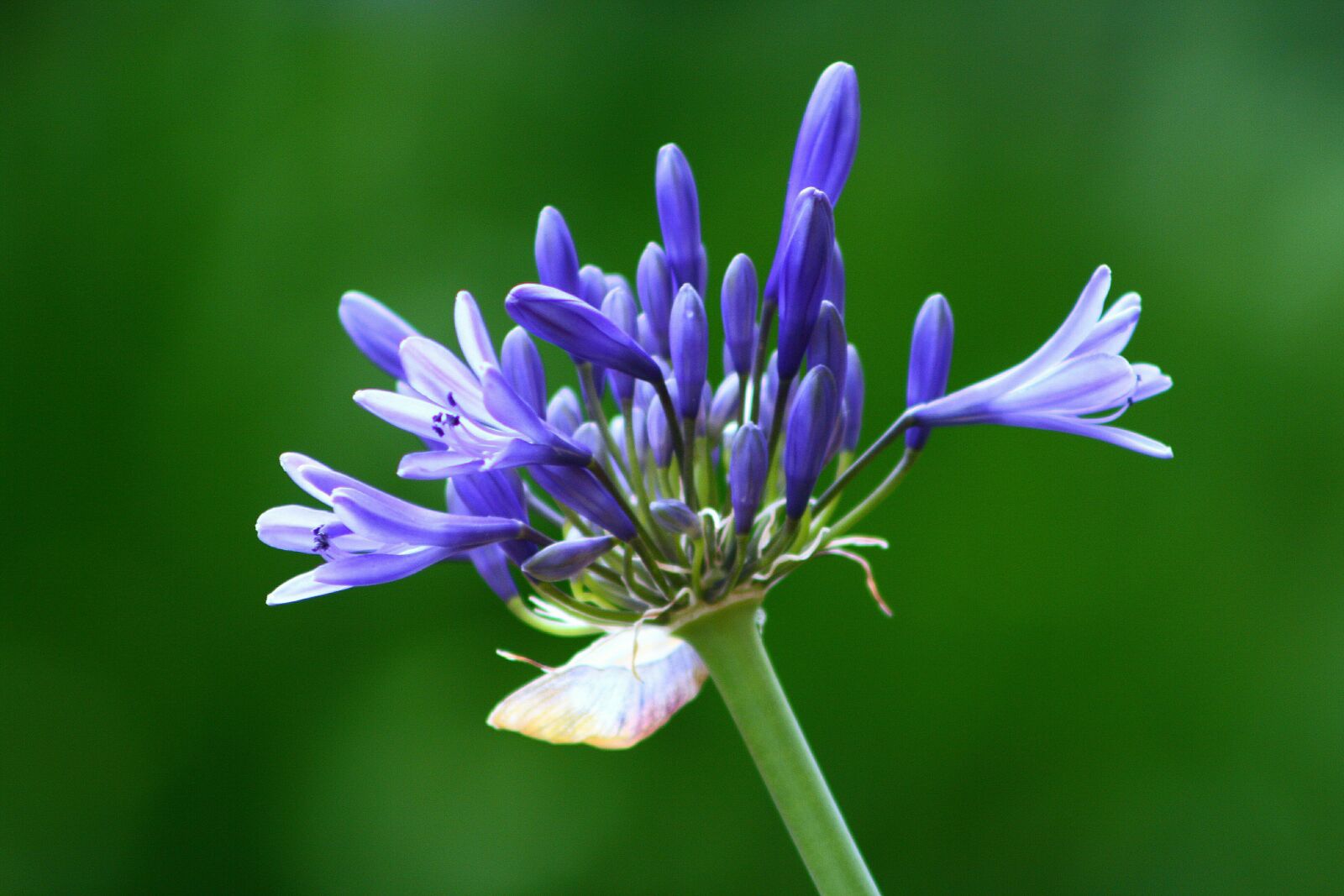 Canon EOS 400D (EOS Digital Rebel XTi / EOS Kiss Digital X) sample photo. Blue, blue jewelry lily photography